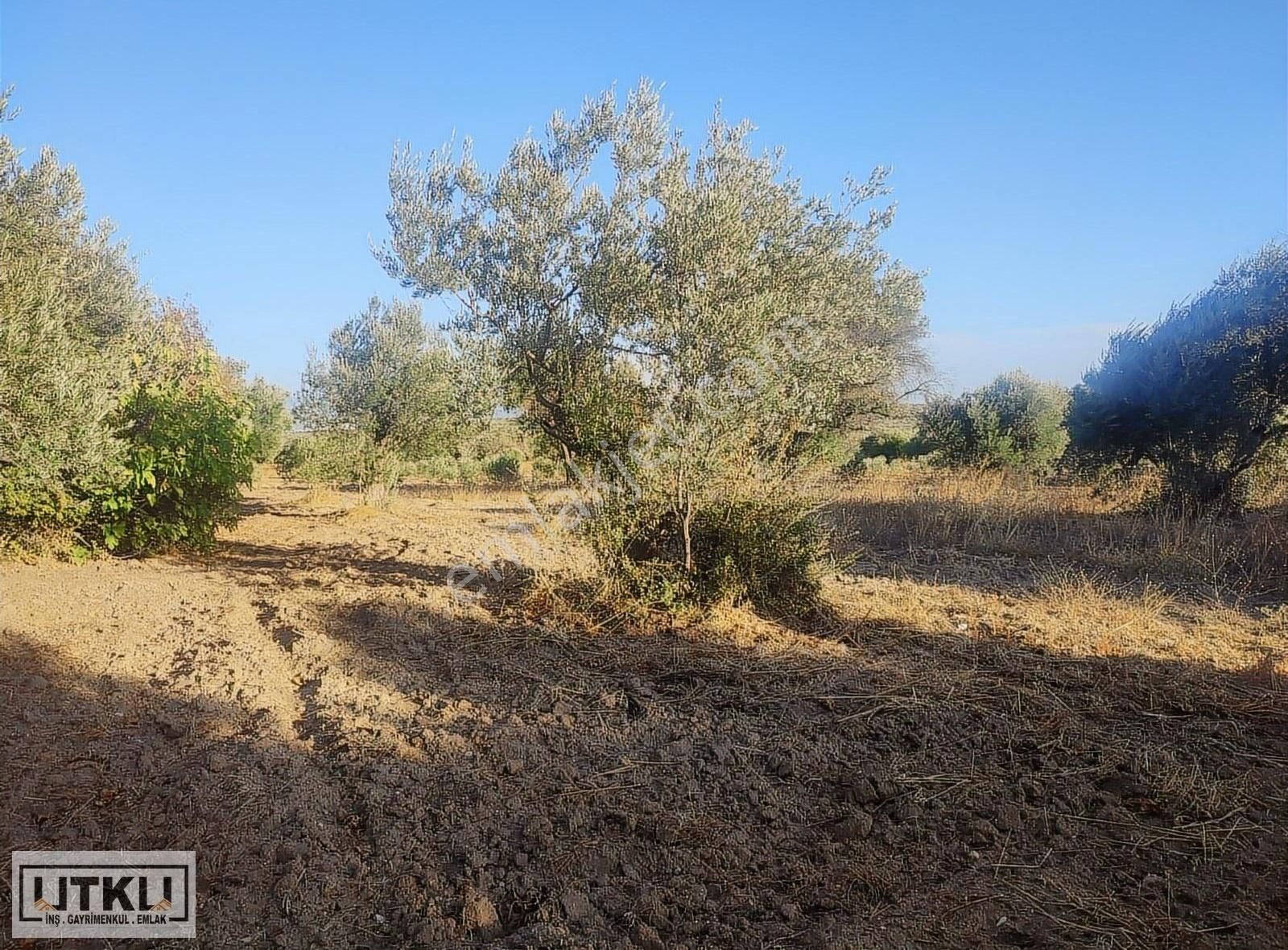 Utku Gayrimenkulden Ballıca Mah 1680 M2 Yola Sıfır Zeytinlik - Görsel 11