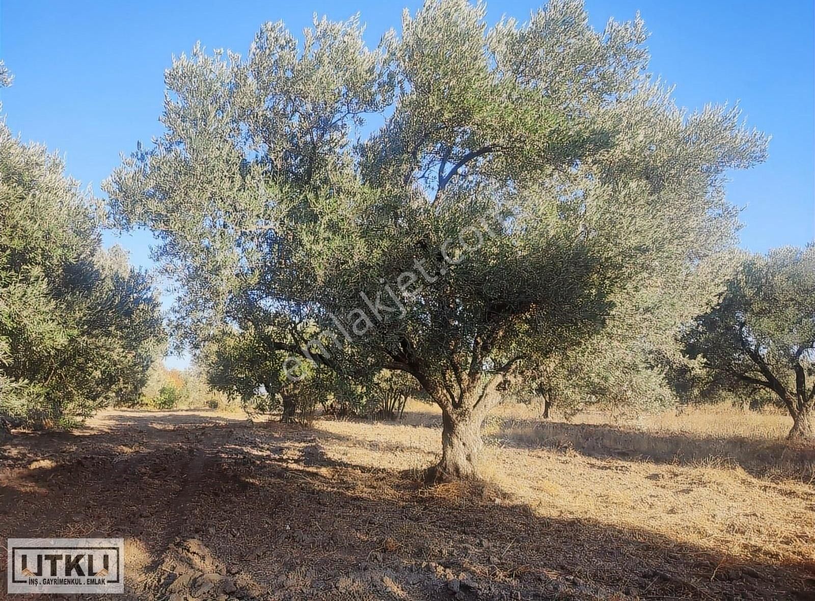 Utku Gayrimenkulden Ballıca Mah 1680 M2 Yola Sıfır Zeytinlik - Görsel 16