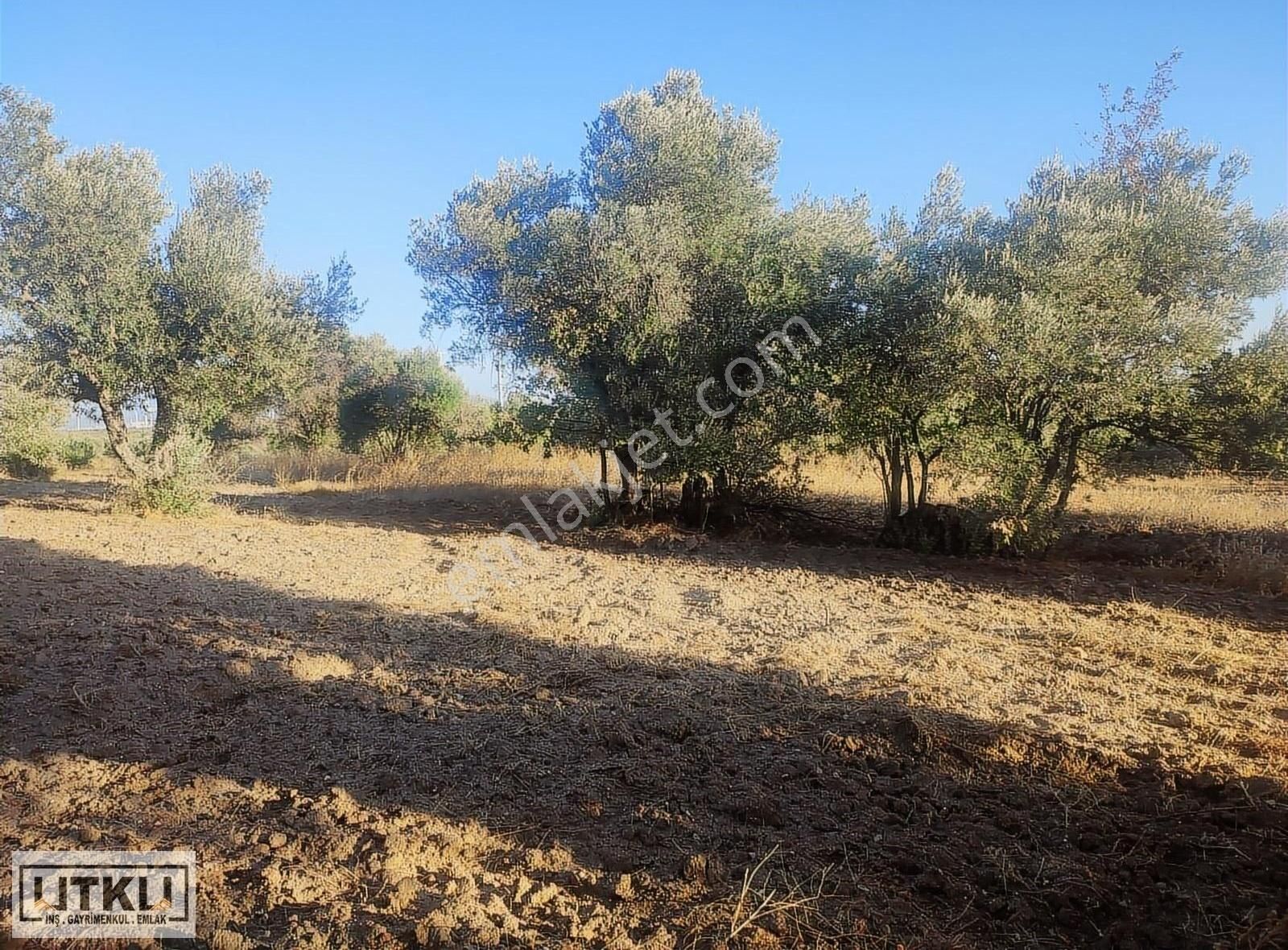 Utku Gayrimenkulden Ballıca Mah 1680 M2 Yola Sıfır Zeytinlik - Görsel 25