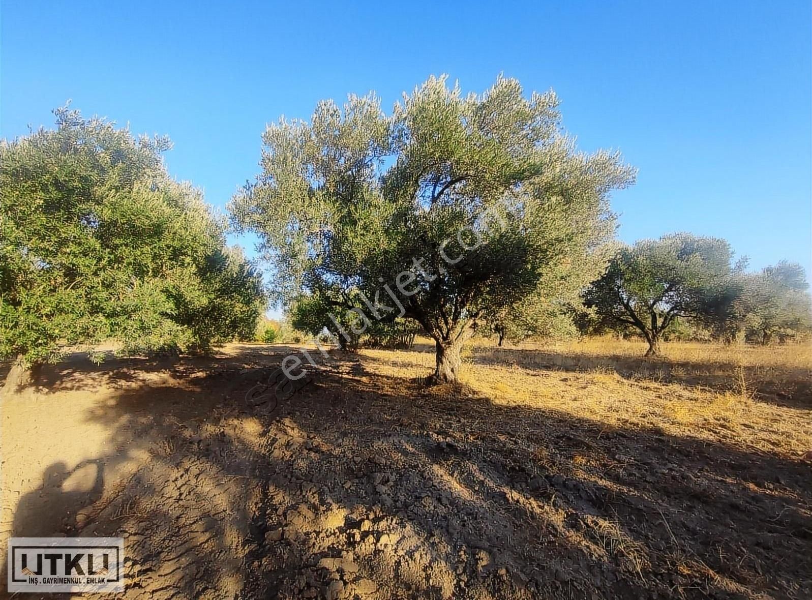Utku Gayrimenkulden Ballıca Mah 1680 M2 Yola Sıfır Zeytinlik - Görsel 22