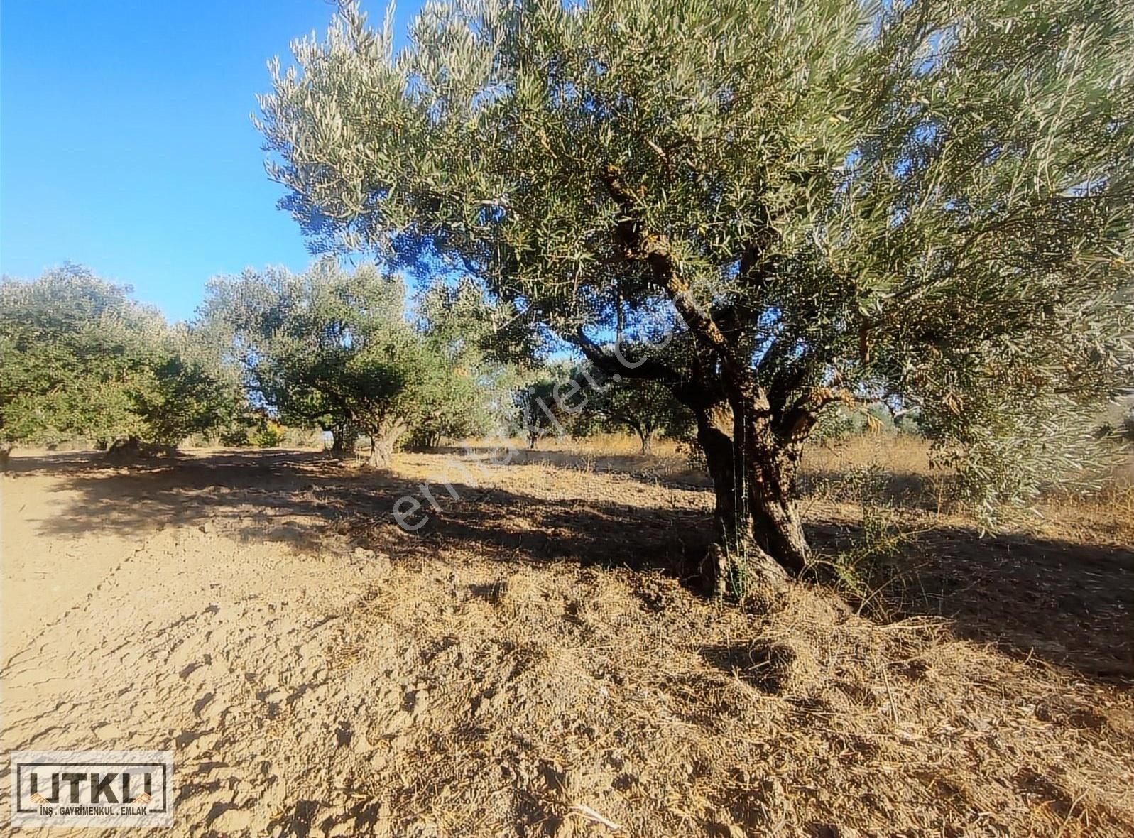 Utku Gayrimenkulden Ballıca Mah 1680 M2 Yola Sıfır Zeytinlik - Görsel 3