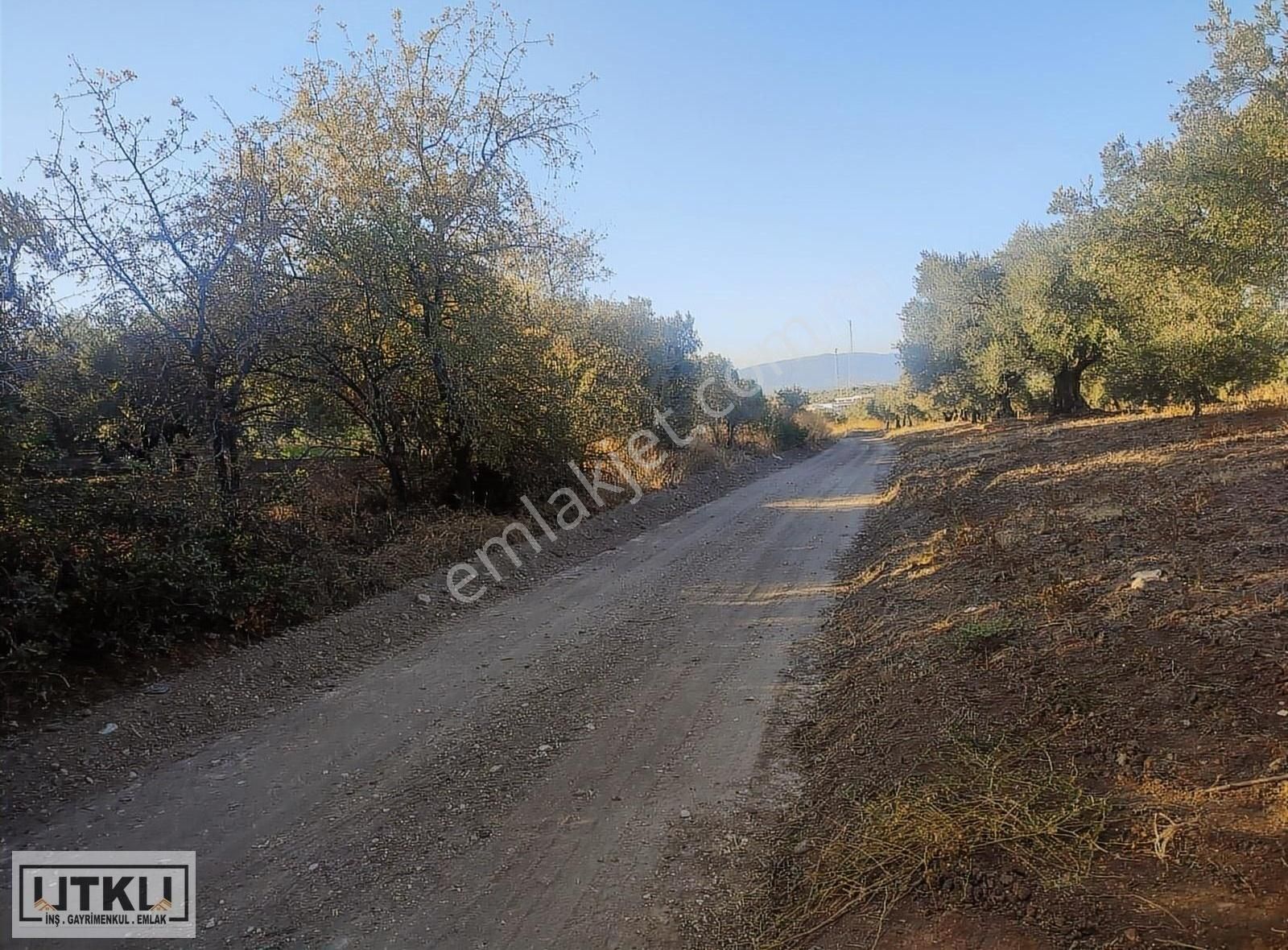 Utku Gayrimenkulden Ballıca Mah 1680 M2 Yola Sıfır Zeytinlik - Görsel 17