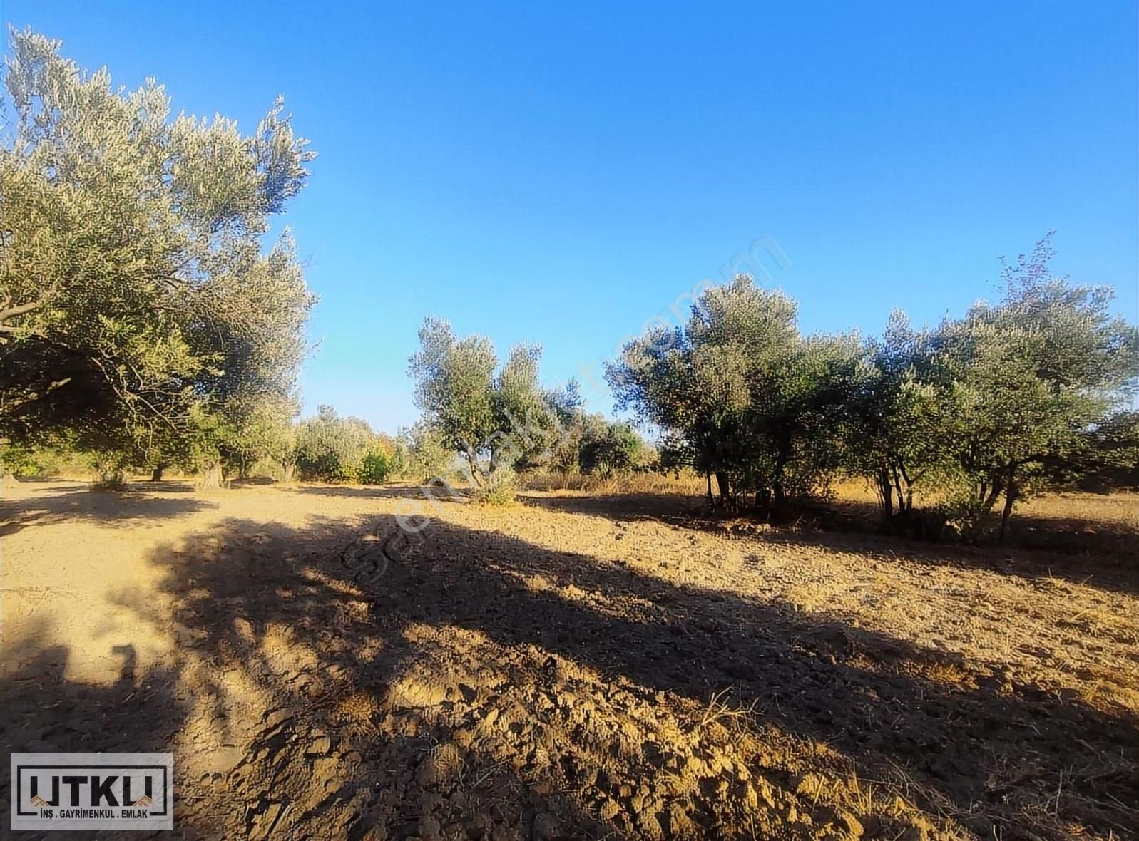 Utku Gayrimenkulden Ballıca Mah 1680 M2 Yola Sıfır Zeytinlik - Görsel 2