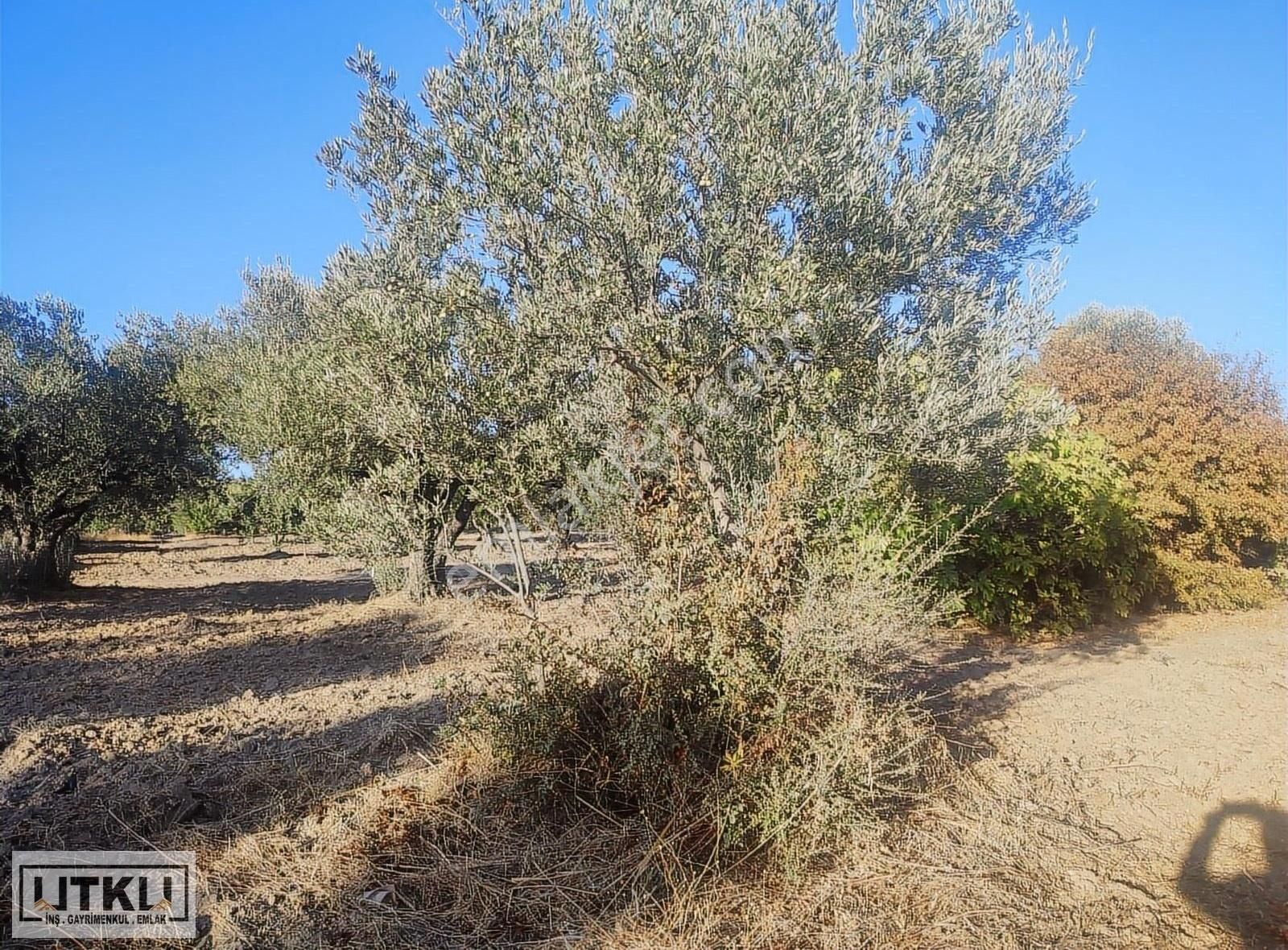 Utku Gayrimenkulden Ballıca Mah 1680 M2 Yola Sıfır Zeytinlik - Görsel 15