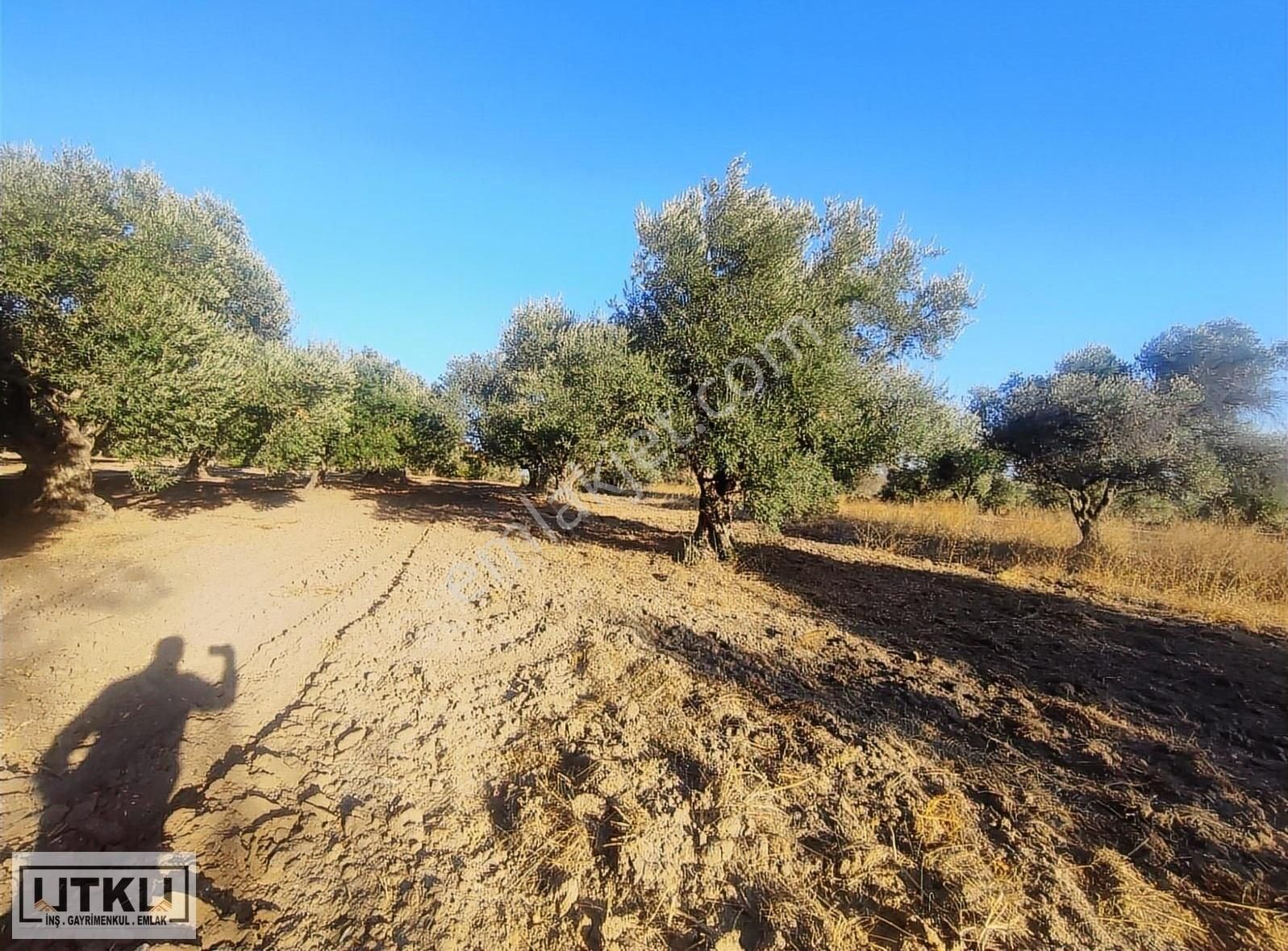 Utku Gayrimenkulden Ballıca Mah 1680 M2 Yola Sıfır Zeytinlik - Görsel 7