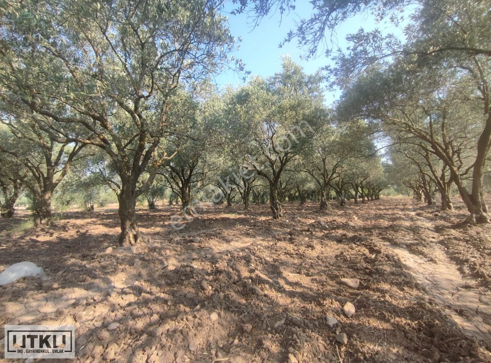 Utku Gayrimenkulden Ütopya Dügün Salonu Yakını Elk Pompalı Zeyti - Görsel 8