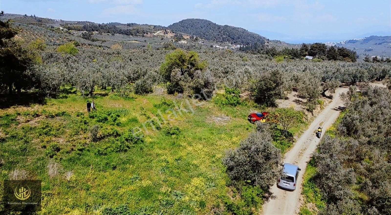 Mudanya Çepni Satılık Zeytinlik MUDANYA ÇEPNİ BAĞ EVLERİ BÖLGESİNDE DENİZ MANZARALI YOLU OLAN