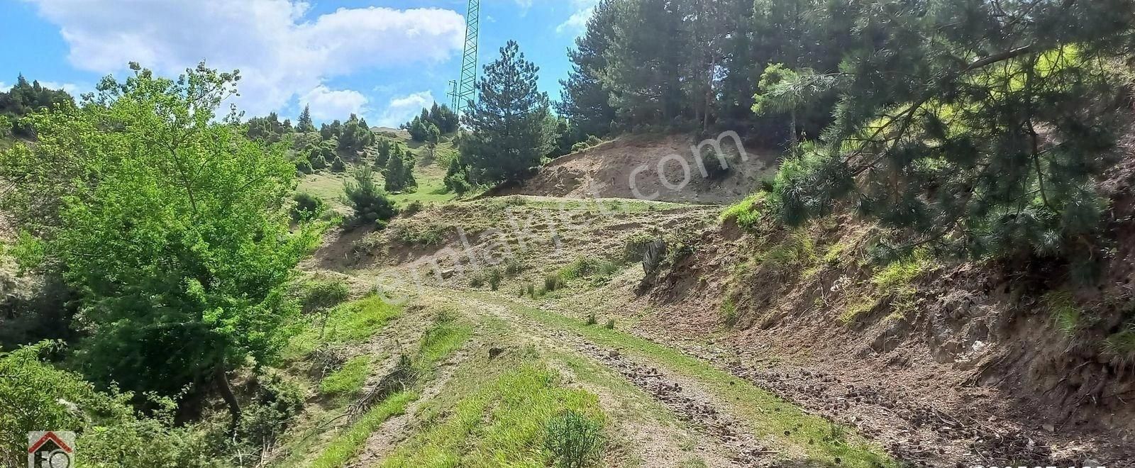 Söğüt Cumhuriyet Satılık Tarla Bilecik Söğüt Cumhuriyet Mahalleside Satılık Tarla