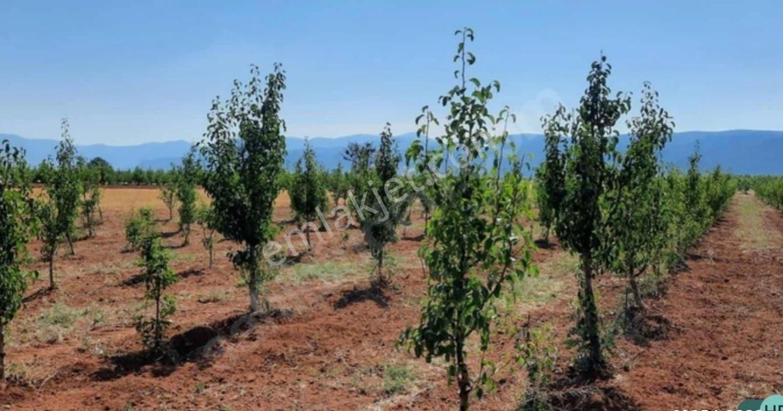 Antalya Korkuteli Bayat Mahallesind 40 Dönüm Meyve Bahçesi - Görsel 8