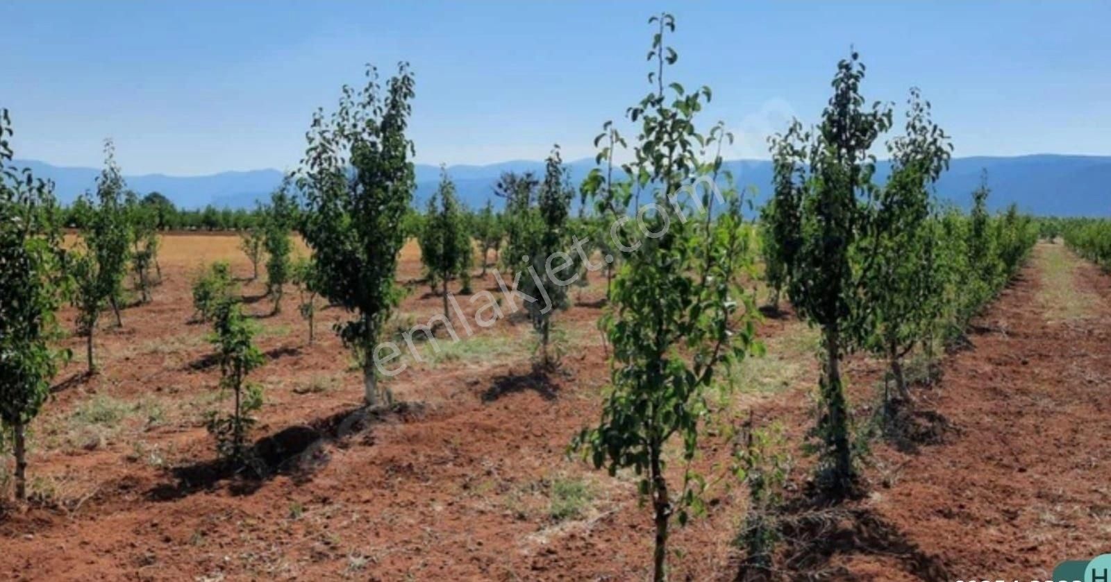 Antalya Korkuteli Bayat Mahallesind 40 Dönüm Meyve Bahçesi - Görsel 2