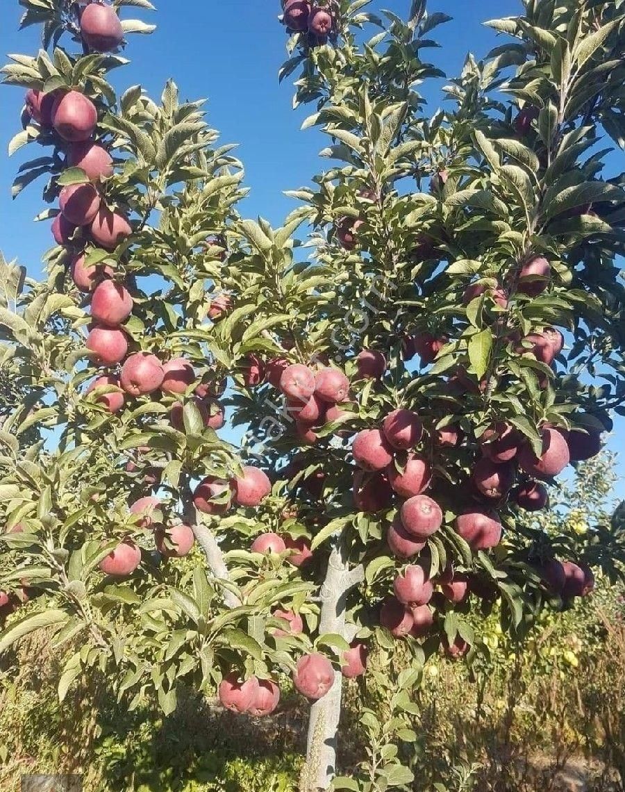 Gönen Senirce Köyü (Senirce Mücavir) Satılık Bağ & Bahçe ISPARTA GÖNEN SENİRCE BOLGESİNDESATILIK ELMA BAHÇESİ 🍎