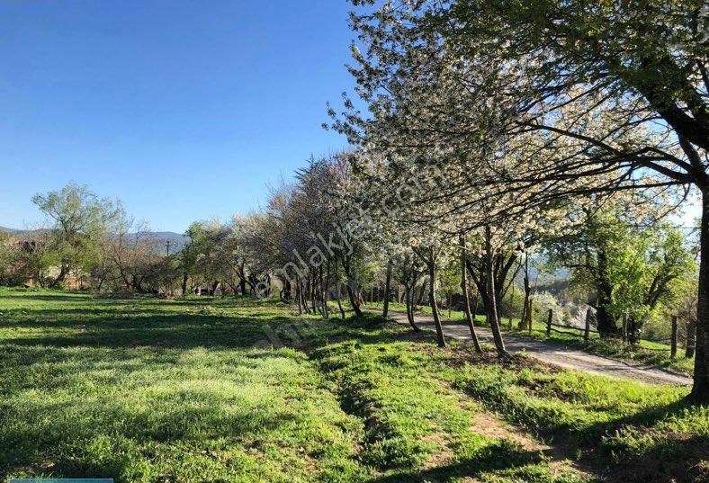 Torbalı Torbalı Satılık Tarla Torbalı Asfalt Yolu Üzeri İmarlı Arsa