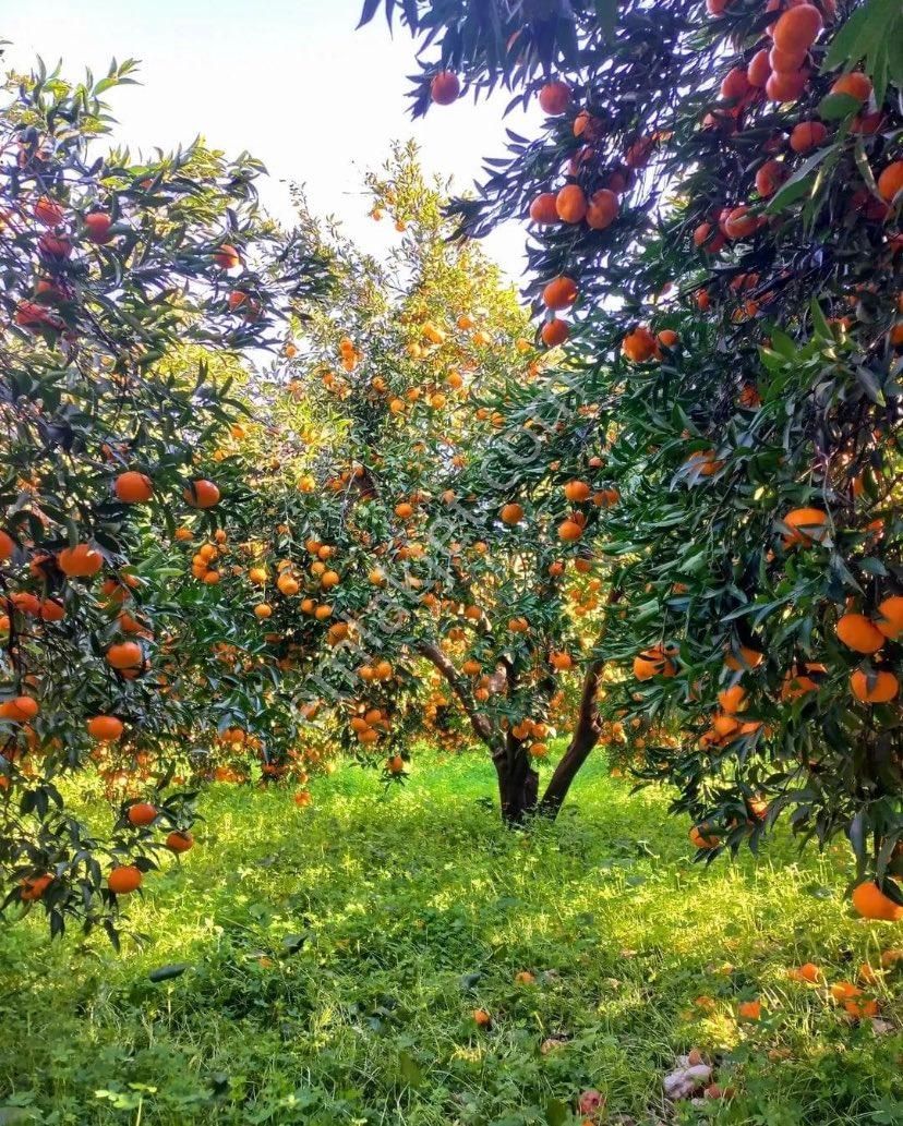 Narlıdere Sahilevleri Satılık Tarla Sahilevleri otobana yakın müstakil parsel satılık arsa