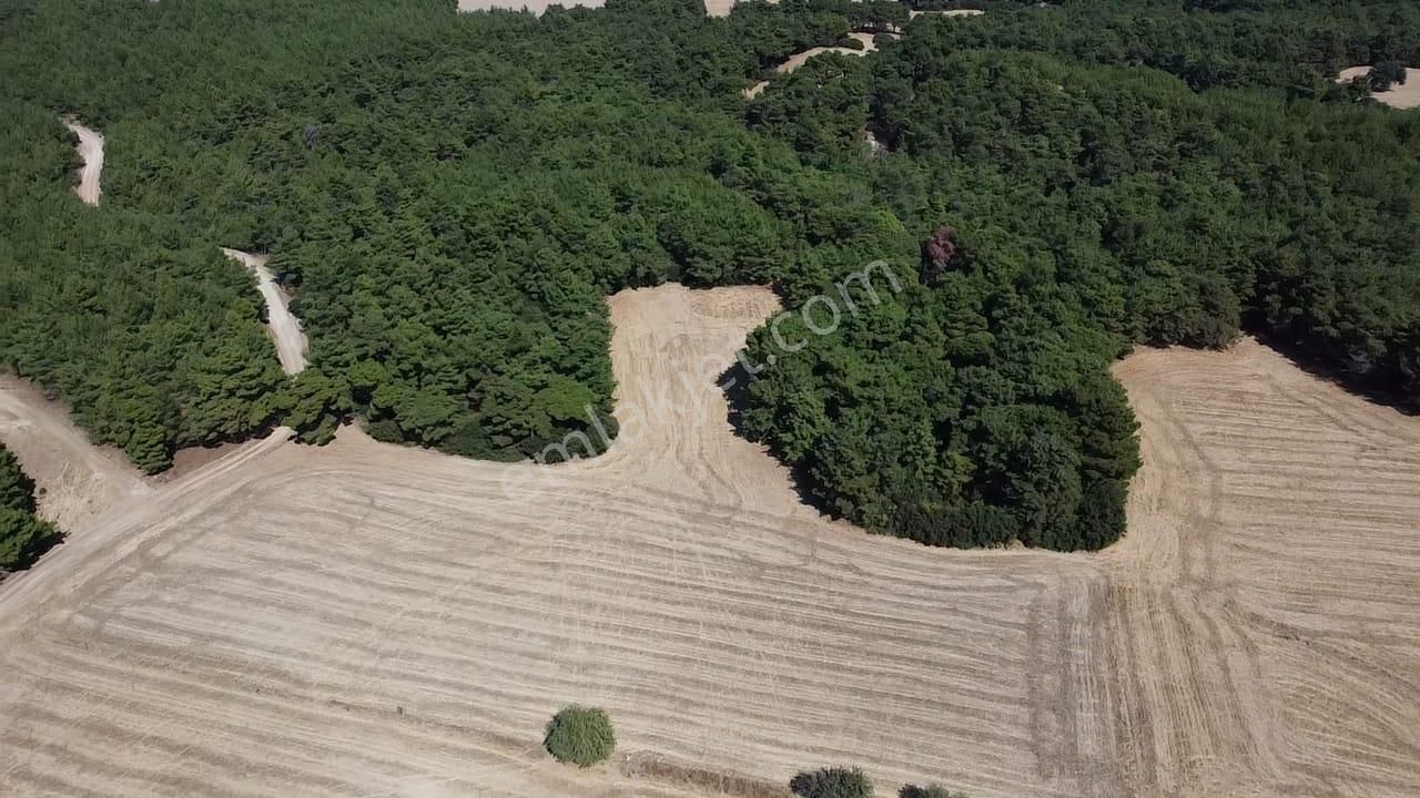 Çanakkale Merkez Çınarlı Köyü Satılık Tarla  ÇANAKKALE MERKEZ ÇINARLI DA YOLU OLAN 13.000 M2 SATILIK TARLA