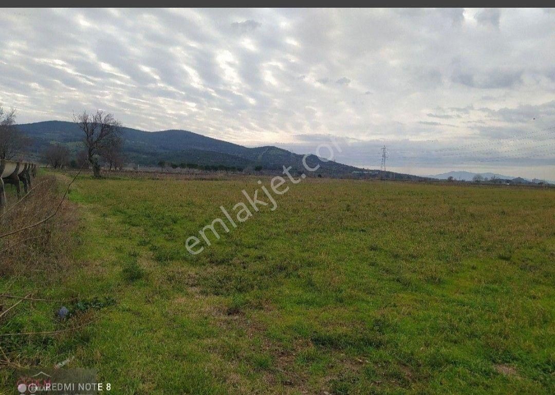 Bergama Atatürk Satılık Tarla BERGAMA BAĞLAR ALTINDA SATILIK TARLA 