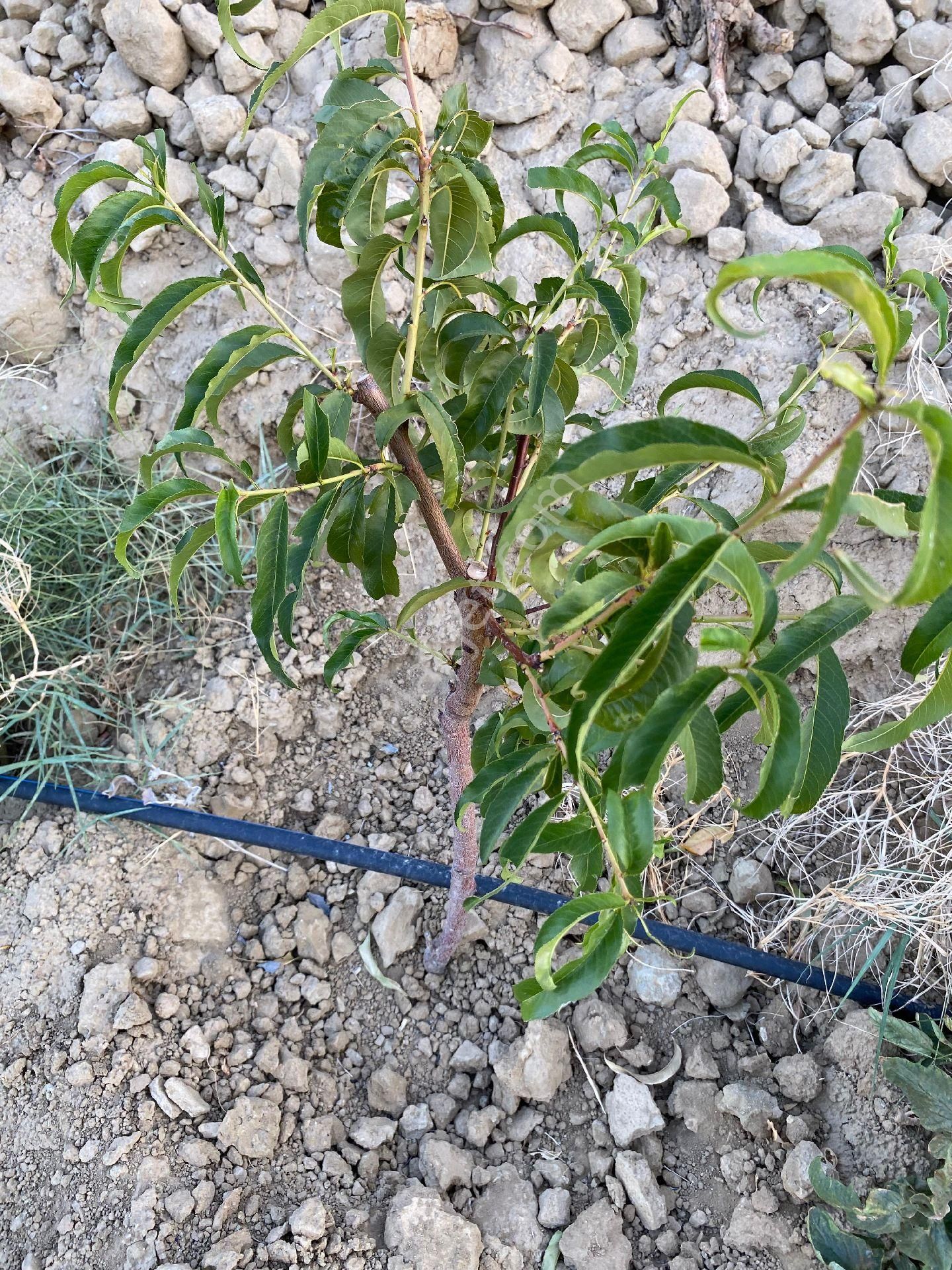 Salihli Kabazlı Satılık Bağ & Bahçe Satılık zeytin tarla yaşar emlâk tan 