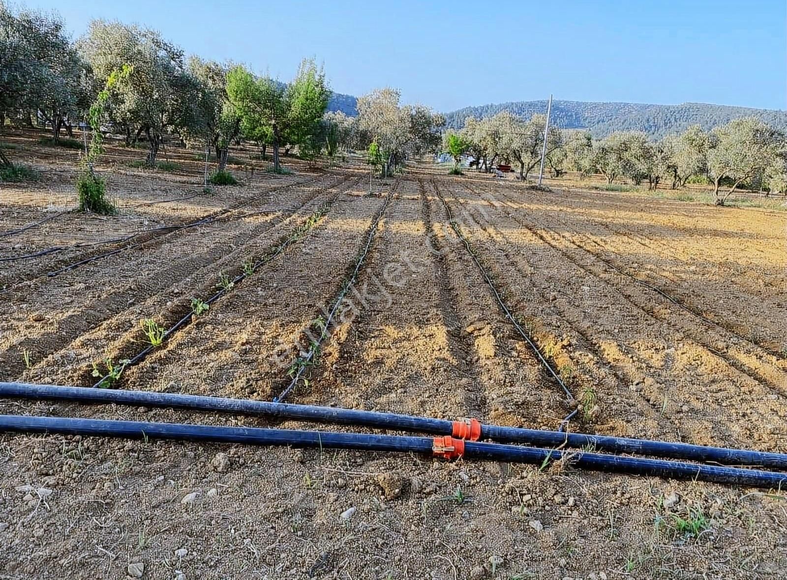 Menderes Çamönü Satılık Tarla ÇAMÖNÜNDE SATILIK 18 DÖNÜM ZEYTİNLİK