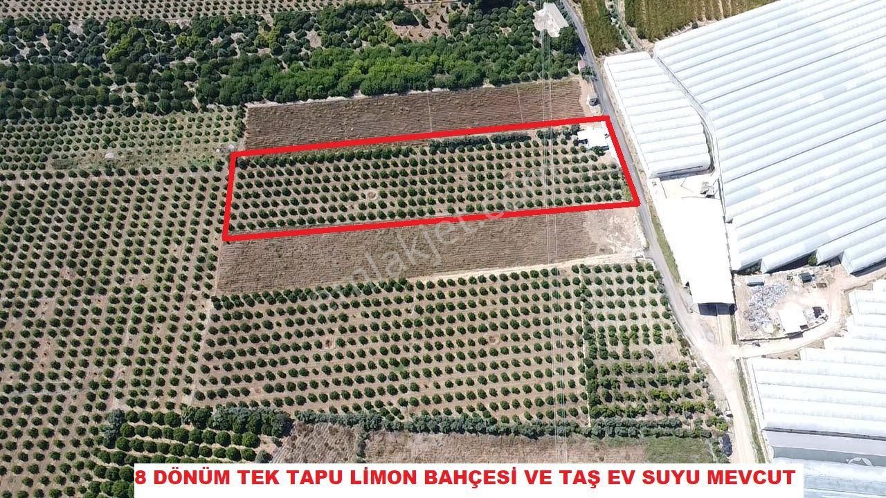 Silifke Sarıcalar Satılık Bağ & Bahçe 8 DÖNÜM TEK TAPU LİMON BAHÇESİ 