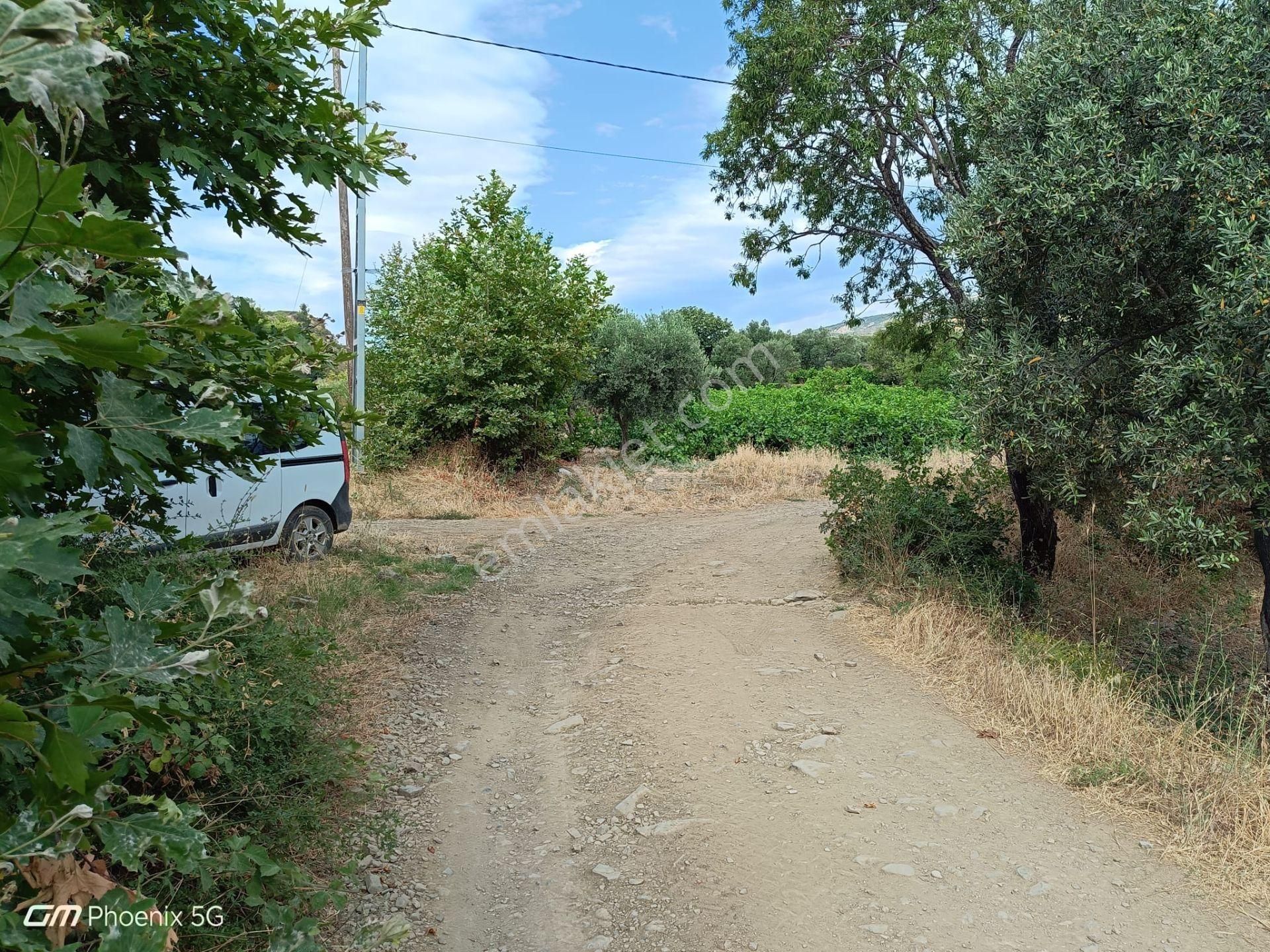 Şarköy Gaziköy Satılık Bağ & Bahçe Tekirdağ Şarköy Gaziköy Mahallesinde Satılık Üzüm Bağı