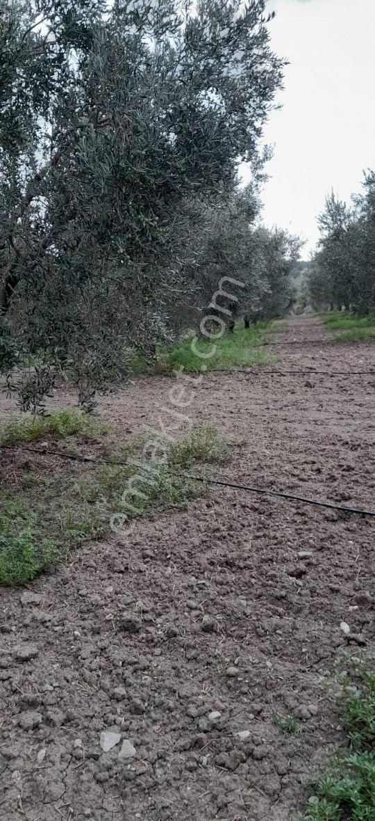 Gömeç Karaağaç Satılık Zeytinlik Bergama Hamzalı süleymaniyede zeytinlik