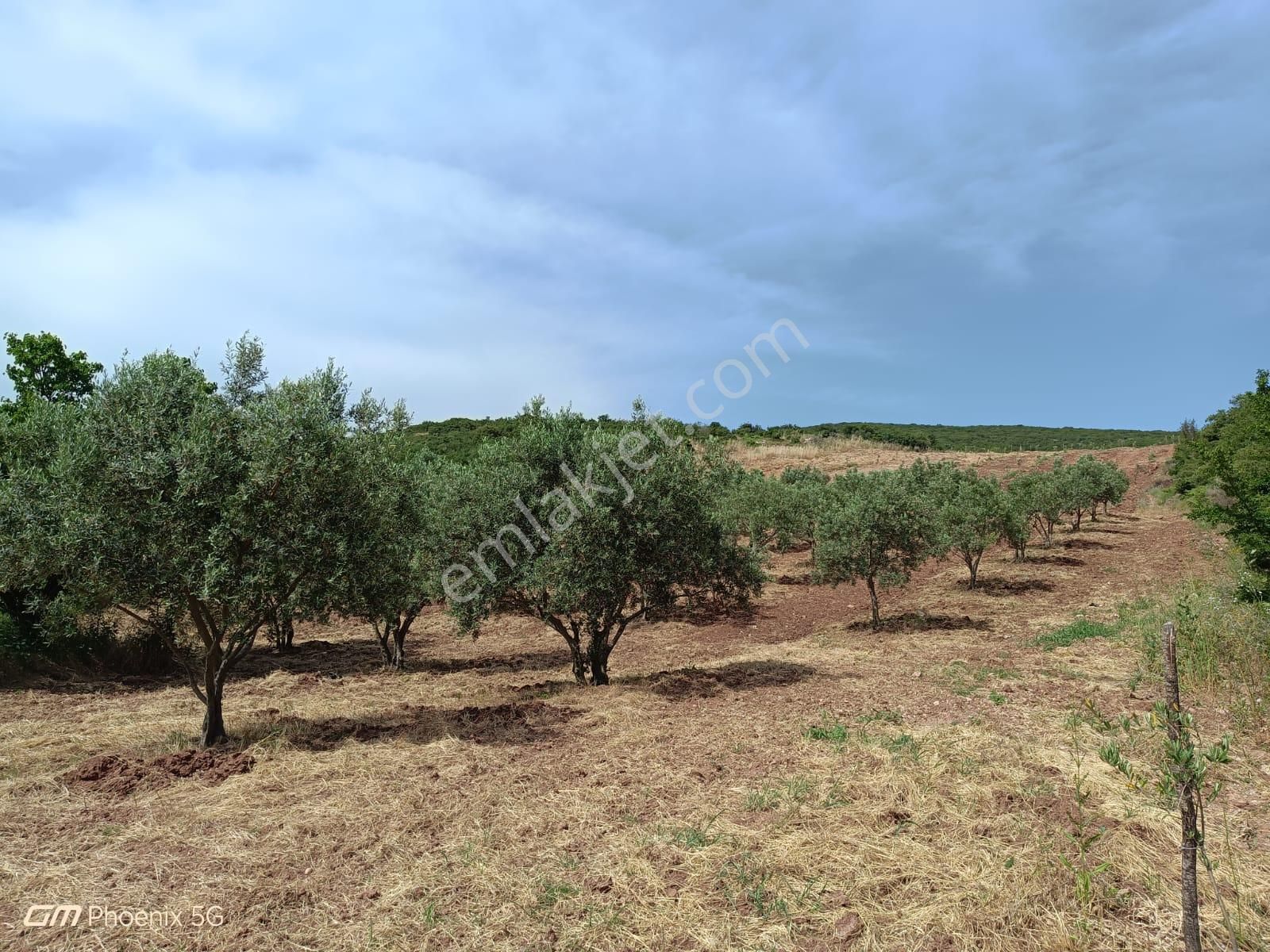 Şarköy Çengelli Satılık Zeytinlik Tekirdağ Şarköy Çengelli Mahallesi Satılık Zeytin