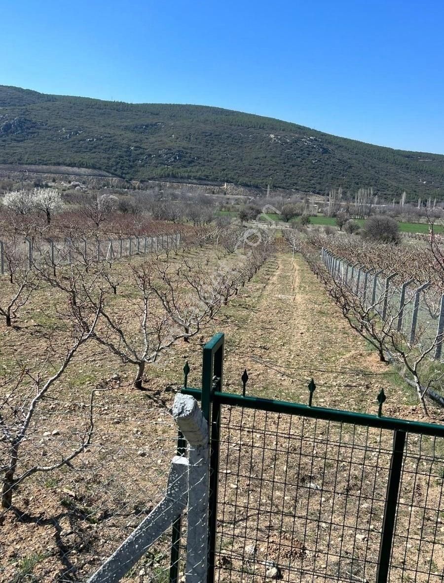 Isparta Merkez Büyükgökçeli Köyü (Çatal) Satılık Tarla HAZIR BAHÇE MERKEZDE