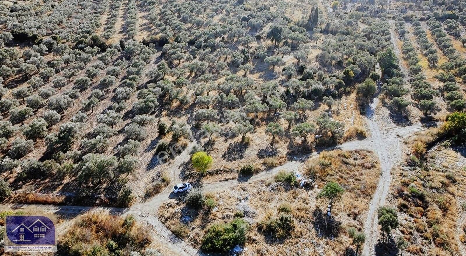 Torbalı Yeniköy Satılık Zeytinlik Torbalı Yeniköy'de Çift Yol Cepheli Köye Yakın Satılık Zeytinlik