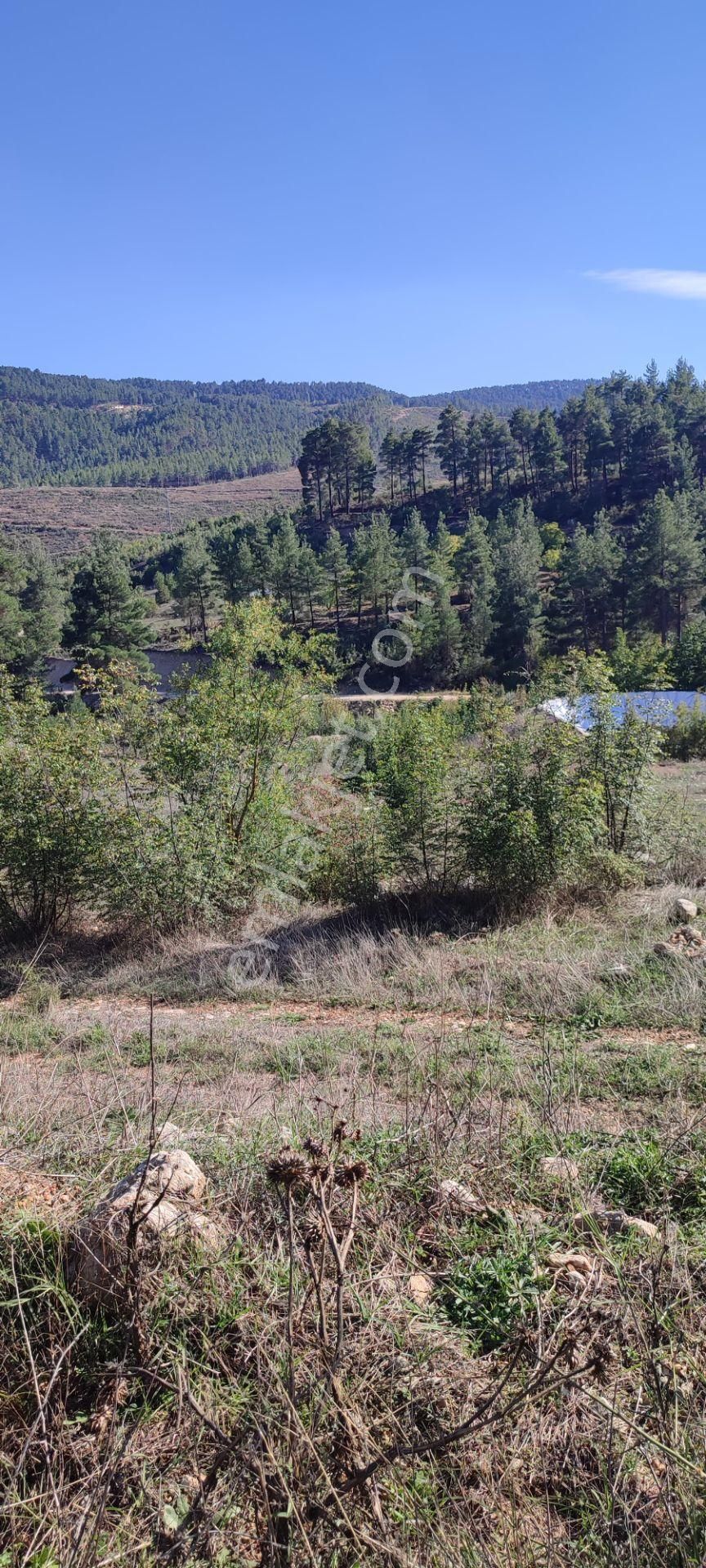 Bucak Taşyayla Köyü (Afetler) Satılık Tarla  BURDUR BUCAK TAŞYAYLA’DA 6.000 m2 SATILIK BAHÇE