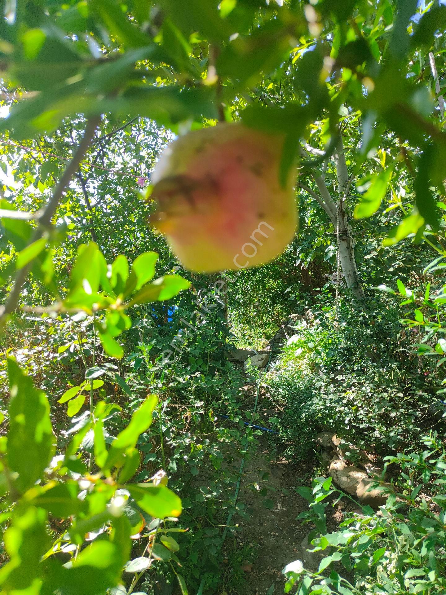 Bayındır Gayrimenkul - Bayındır Yusuflu Köyünden Satılık Köy Evi - Görsel 9