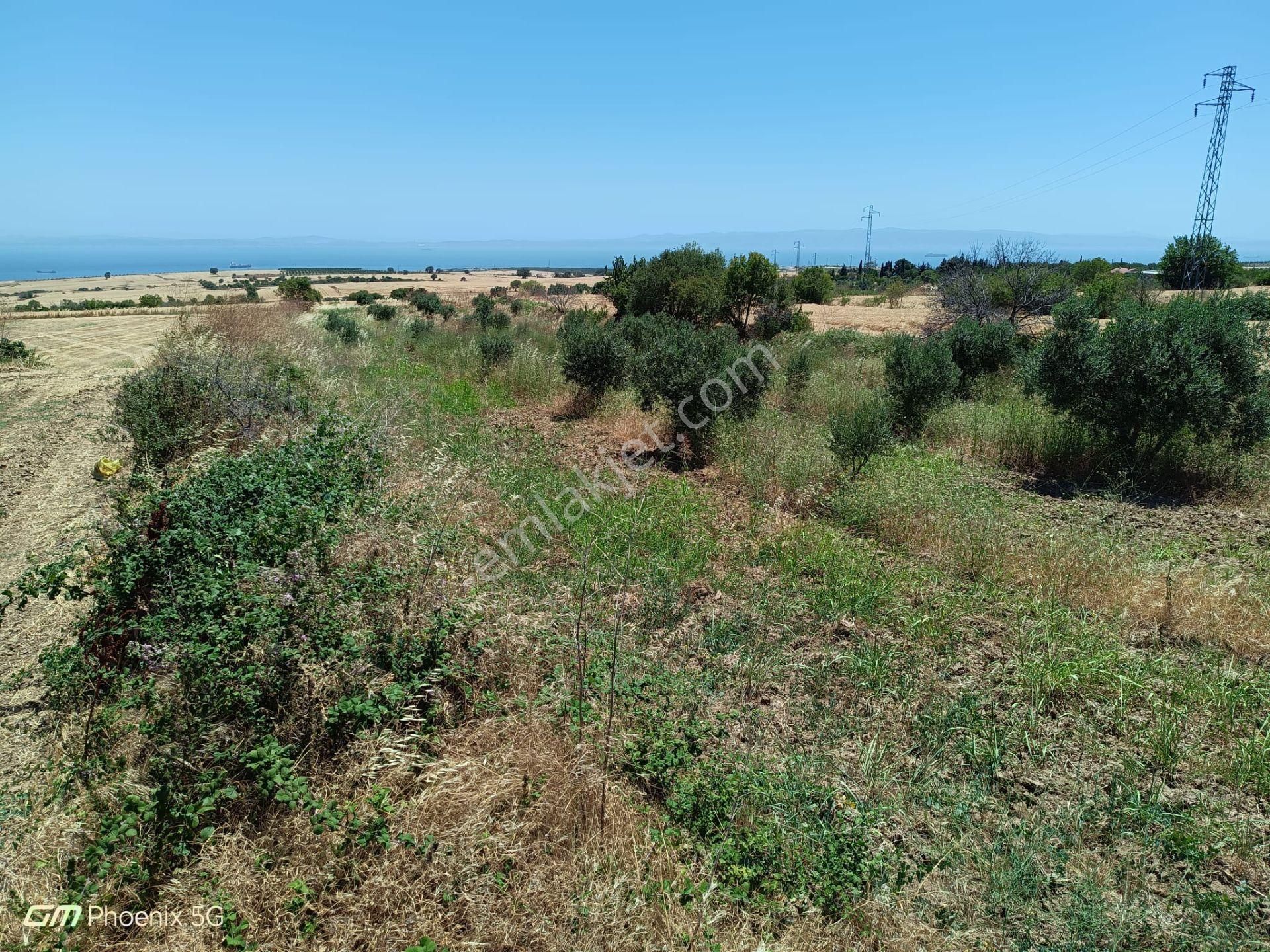 Şarköy Kızılcaterzi Satılık Zeytinlik Tekirdağ Şarköy Kızılcaterzi Mahallesi Satılık Tarla