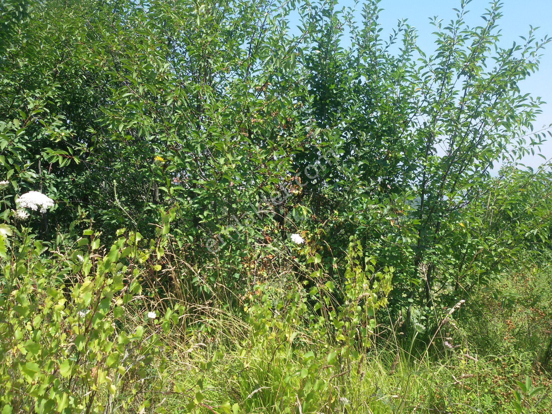Kocaeli Gölcük Yunus Emre Mahallesi Satılık 566 M² Arsa - Görsel 12