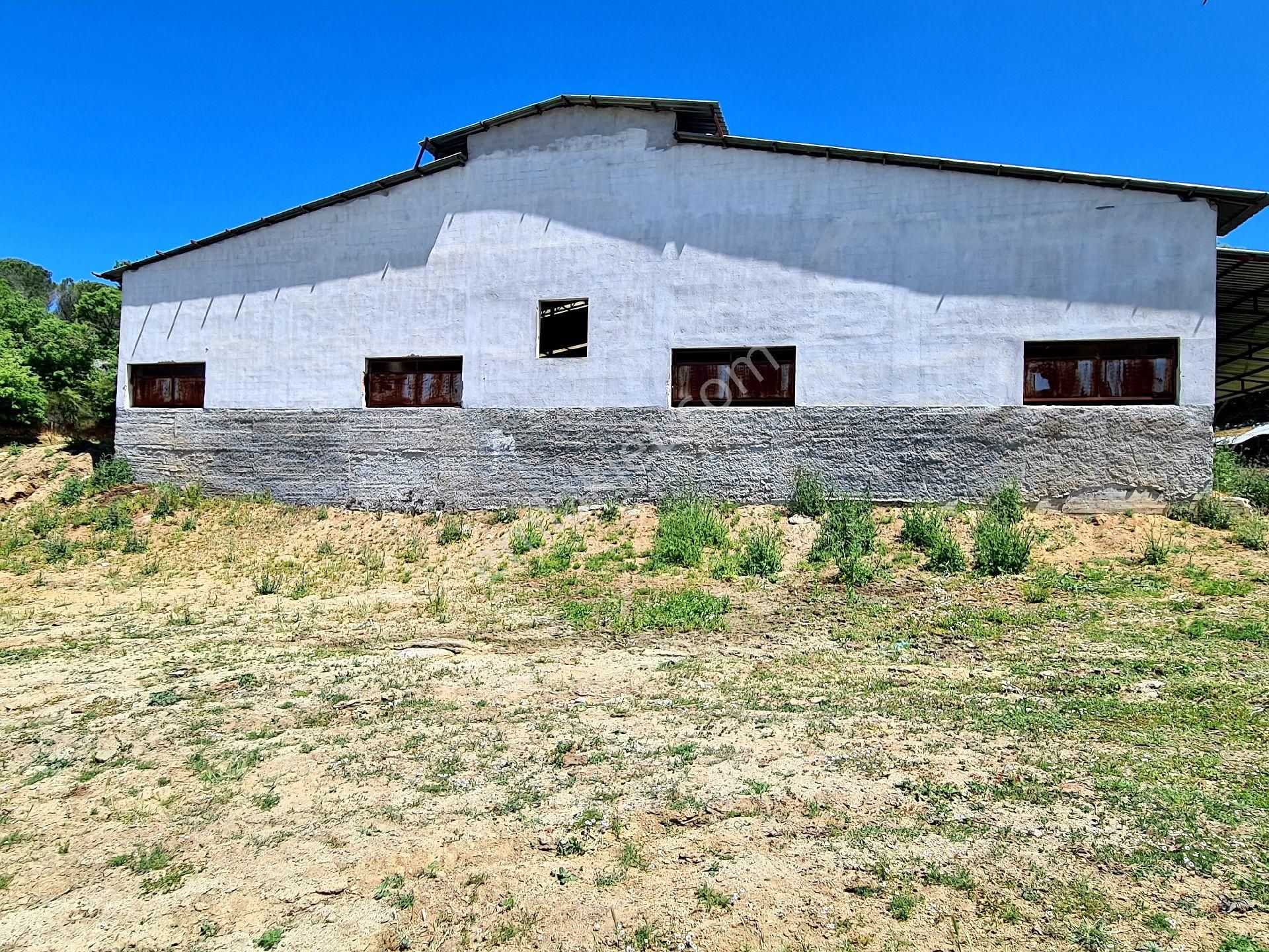 Bergama Kıranlı Satılık Çiftlik  Bergama Kozak Kıranlı Besi ve Hayvan Çiftliği İmarlı Satılık