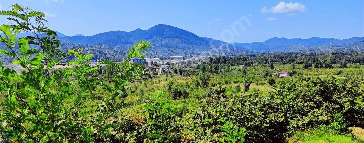 Ünye Göbü Satılık Bağ & Bahçe ORDU ÜNYEDE 12 DÖNÜMLÜK SATILIK FINDIK BAHÇESİ