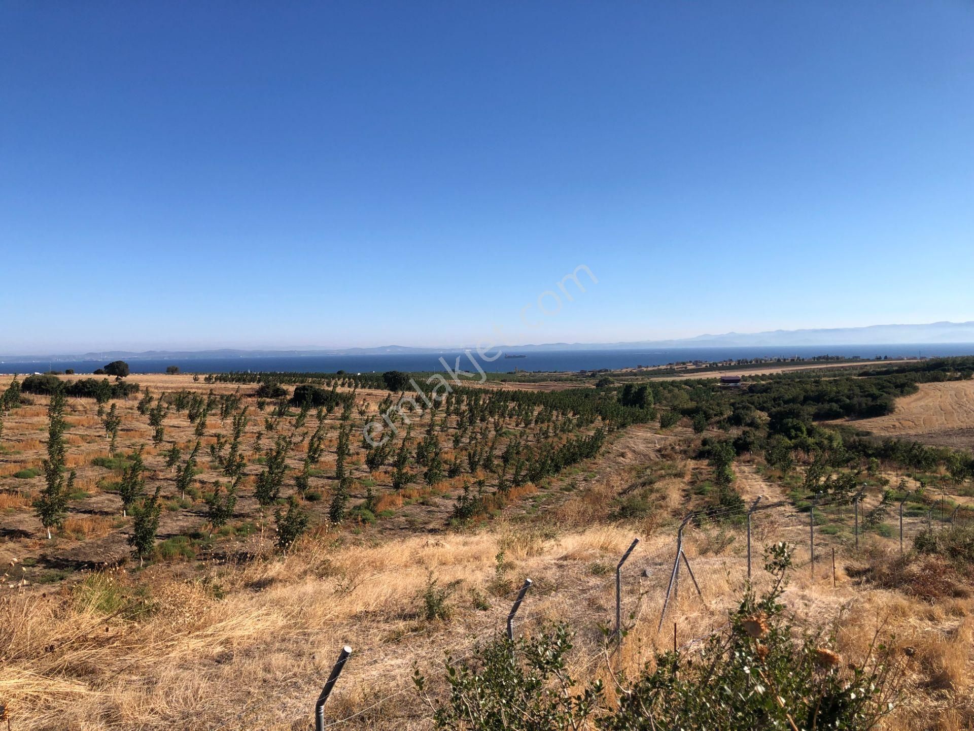 Şarköy Kızılcaterzi Satılık Tarla Şarköy De Işık Emlaktan Kızılcaterzi Mah De 6770 M2 Tarla