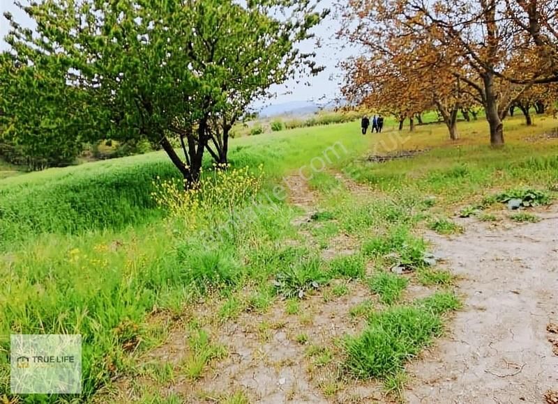 Gölpazarı Büyükbelen Köyü Satılık Tarla Bilecik Gölpazarı Büyükbelen 2999 M2 Kadastrol Yol Cepheli Arazi