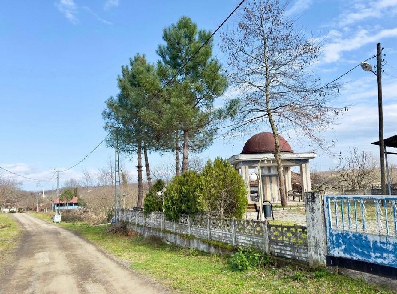 Terme Şeyhli Satılık Tarla SAHİBİNDEN FINDIKLIK BAHÇESİ..ŞEYHLİ KÖYÜ HACIHASAN MAHALLESİNDE ANA YOL CEPHELİ YOL KENARIDIR..