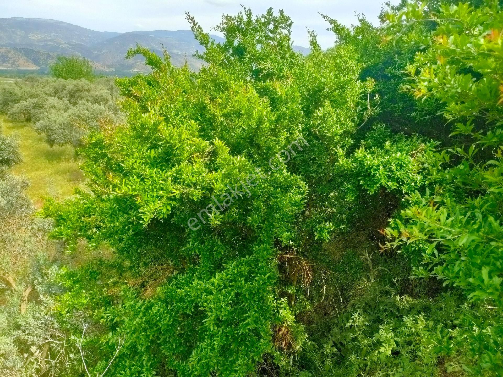 Kuyucak Yamalak Satılık Bağ & Bahçe Berkay Emlaktan Kuyucak Yamalakta Satılık Zeytinlik