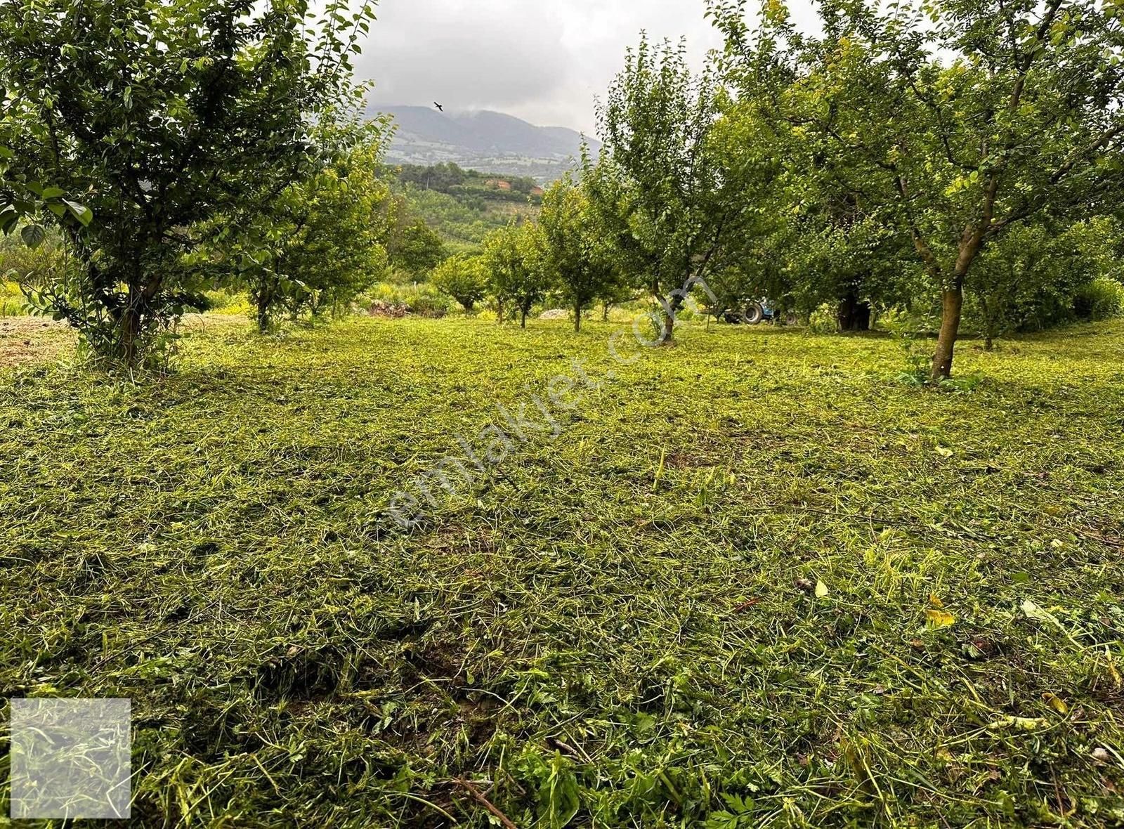 Osmaneli Bereket Köyü Satılık Bağ & Bahçe İznik Merkeze Yakın Hobi Bahçesi