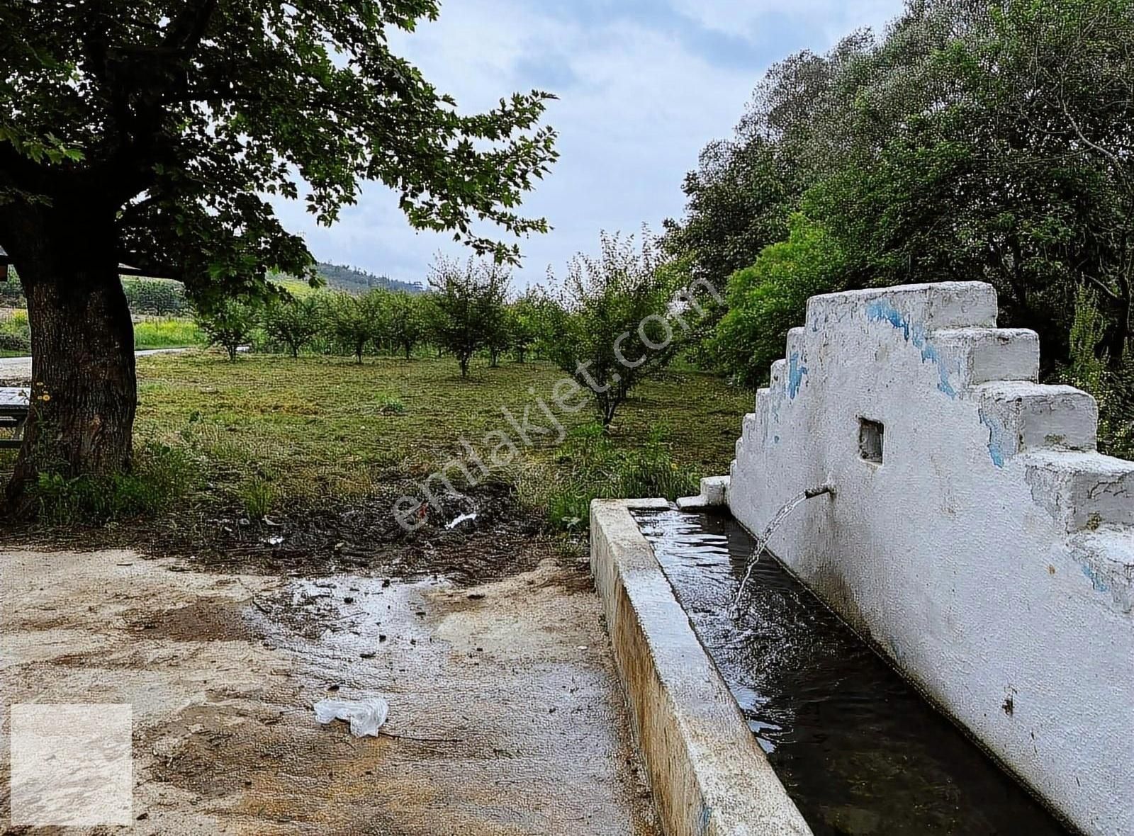 Osmaneli Bereket Köyü Satılık Bağ & Bahçe İZNİK SAKARYA YOLUNA CEPHE ERİK BAHÇESİ