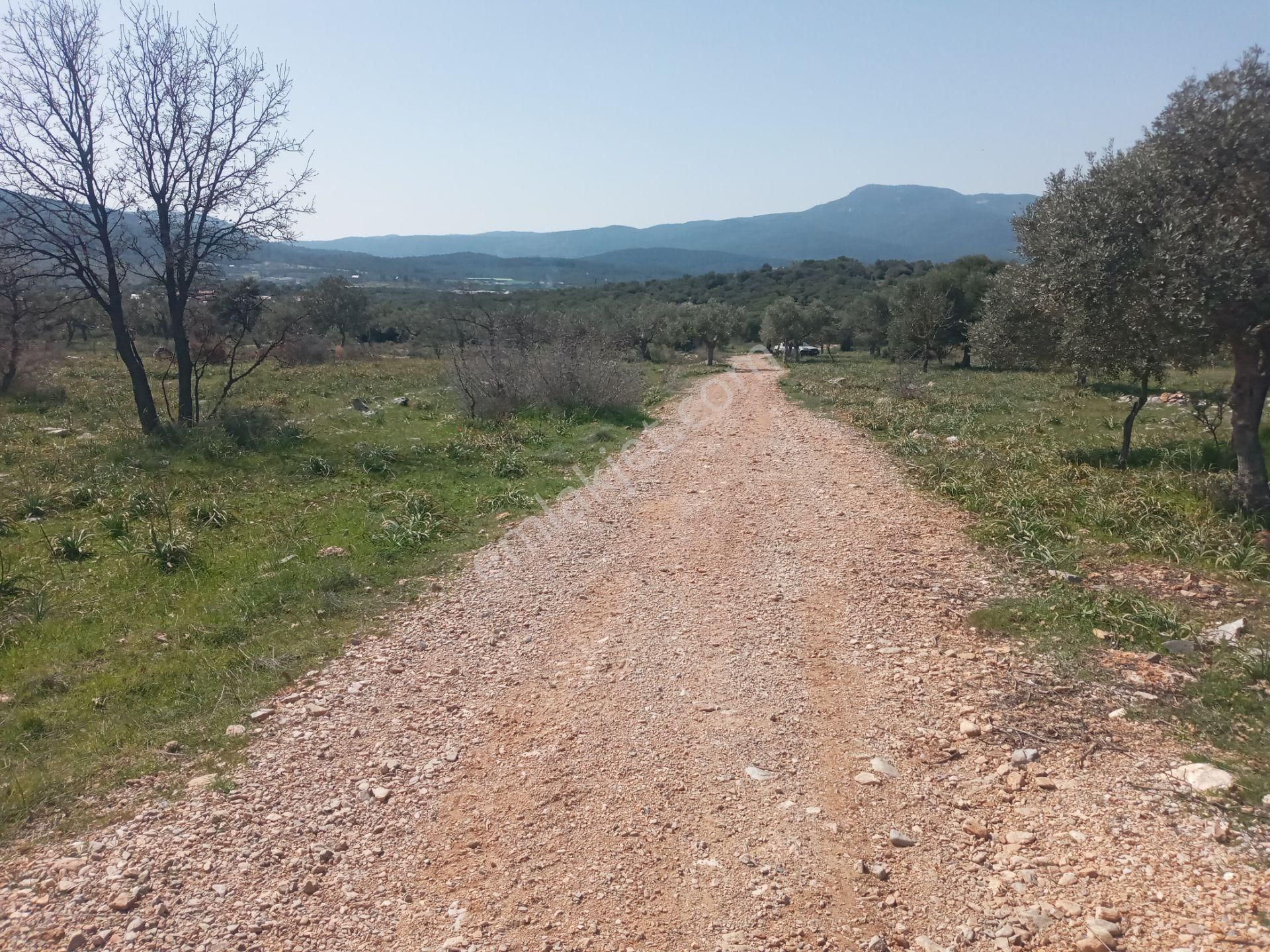 Menderes Çakaltepe Satılık Zeytinlik  ÇAKALTEPE DE TEK MÜSTAKİL TAPU HAVADAR ZEYTİNLİK 15,500 M2 MENDERES İZMİR