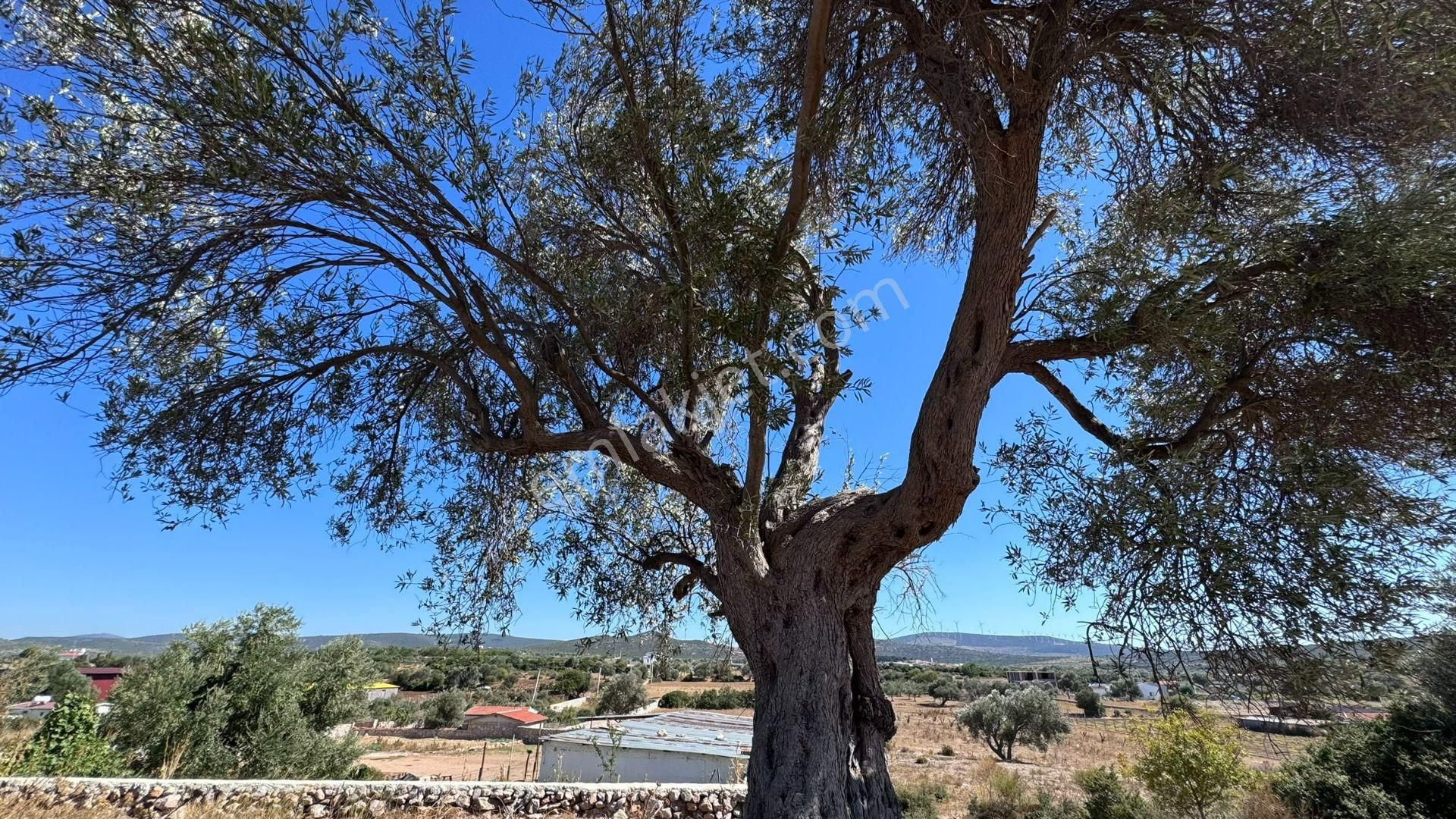 Çeşme Germiyan Satılık Zeytinlik  🌿 Çeşme Germiyan Köyü'nde Hayalinizdeki Zeytinlik! 🌳