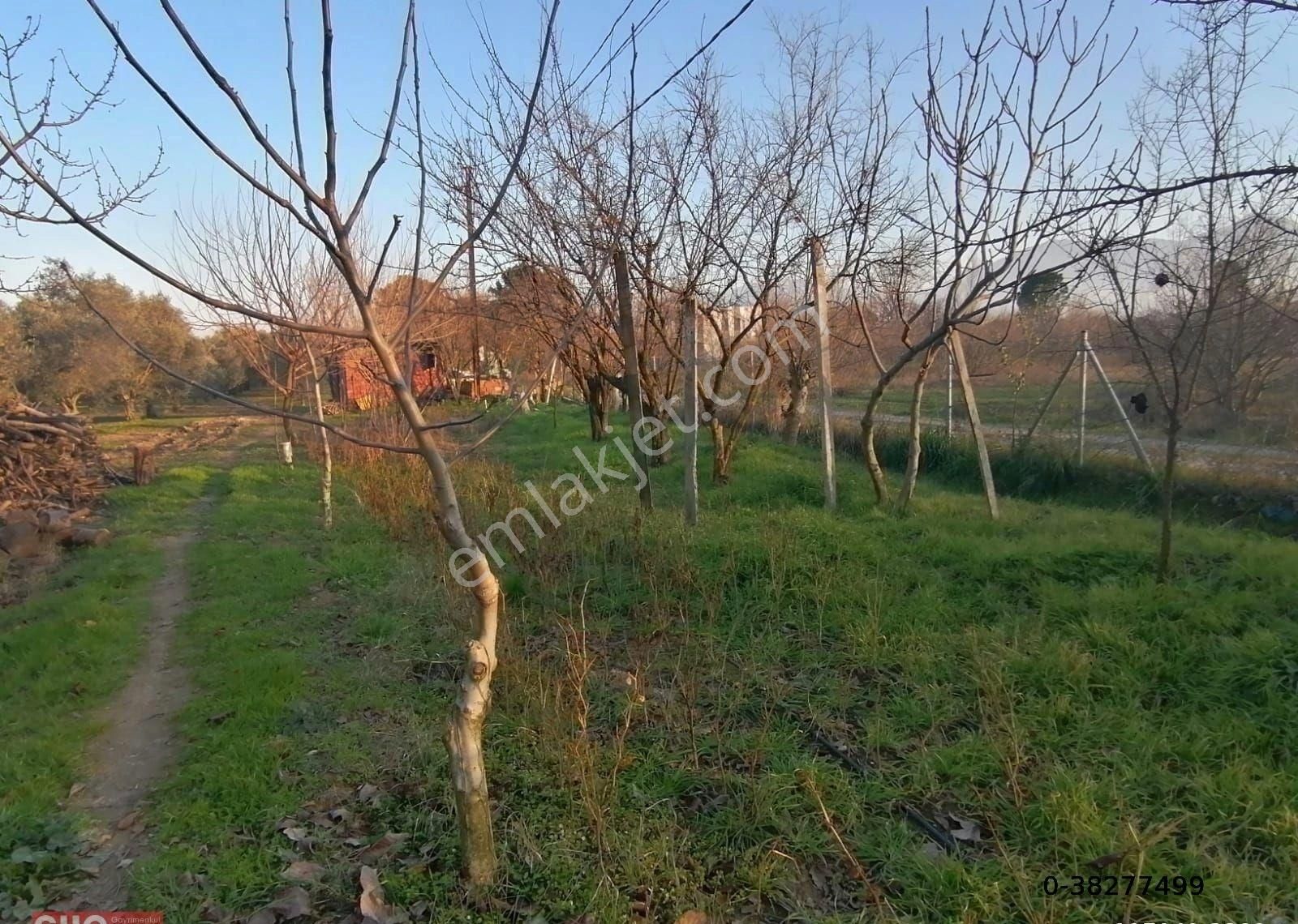 Kemalpaşa Mehmet Akif Ersoy Satılık Zeytinlik İZMİR KEMALPAŞA'DA SATILIK ZEYTİNLİK