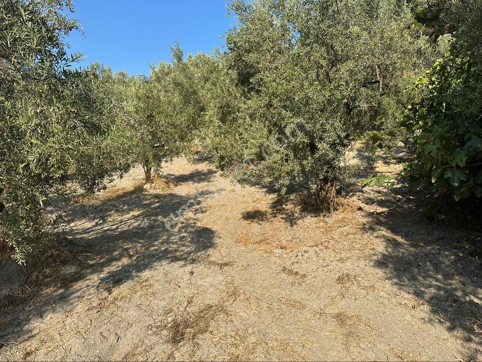 Tırpan Gayrimenkulden Işıklı Köyünde 703m2 Yola Cephe Satılık Köye Yakın Zeytinlik - Görsel 14