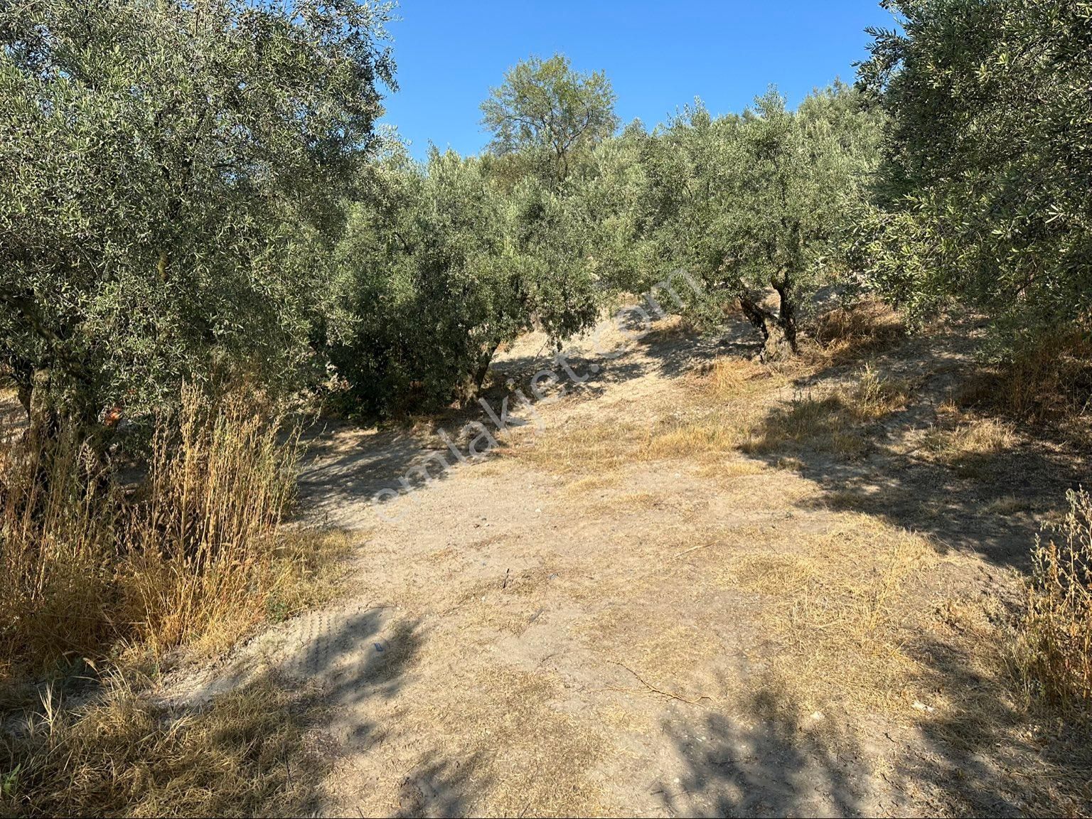 Tırpan Gayrimenkulden Işıklı Köyünde 703m2 Yola Cephe Satılık Köye Yakın Zeytinlik - Görsel 9