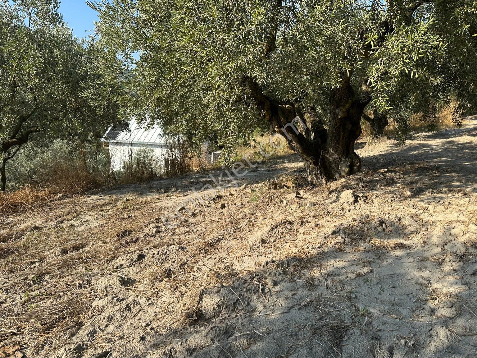 Tırpan Gayrimenkulden Işıklı Köyünde 703m2 Yola Cephe Satılık Köye Yakın Zeytinlik - Görsel 8