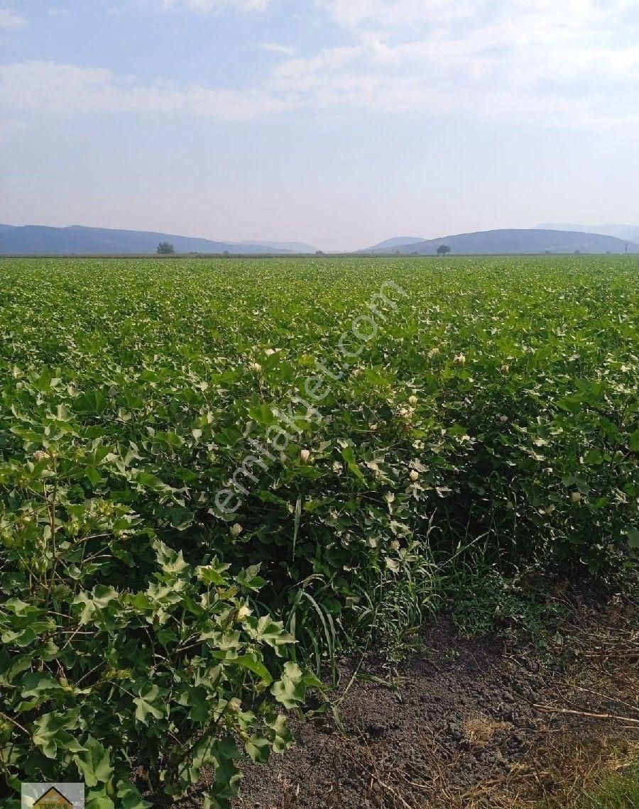 Torbalı Pancar Satılık Tarla İzmir Torbalı Pancarda Yatırımlık Büyük Arazi 