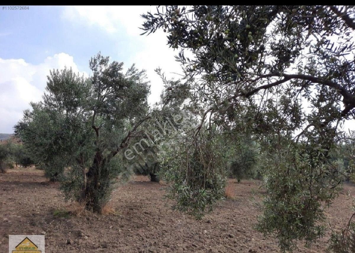 Çanakkale Merkez Erenköy Köyü (Merkez) Satılık Zeytinlik Çanakkale Merkez İntepe de Zeytinlik