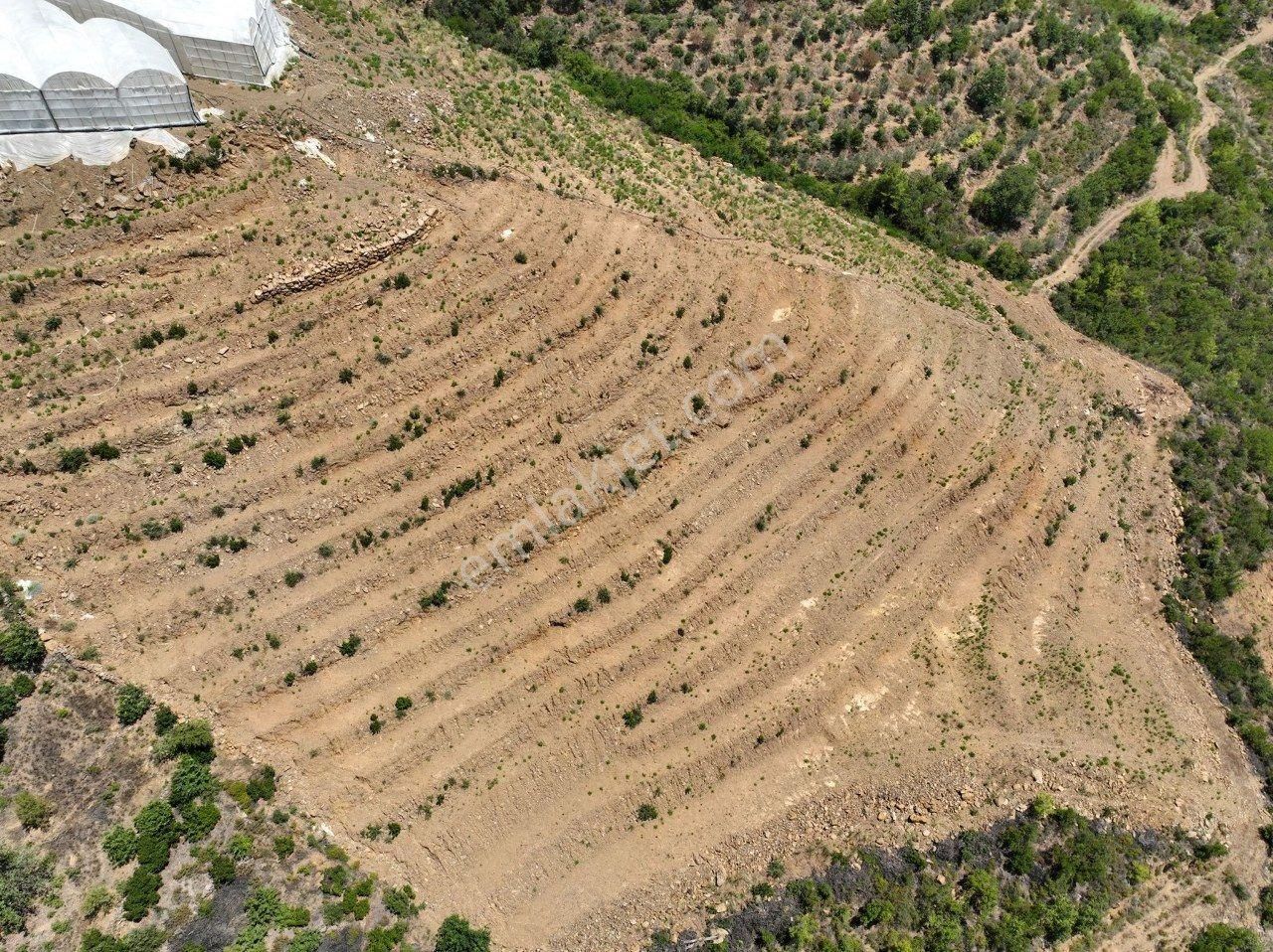 Alanya Çamlıca Satılık Tarla  Çamlıca mahallesinde Mahmutlar Merkez'e yakın satılık tarla