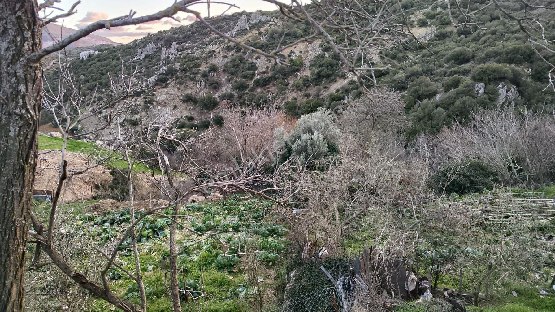 Karaburun Yayla Satılık Konut İmarlı İlan Detayı: Zeytin Ağaçlı Tarla - İzmir, Karaburun, Yayla