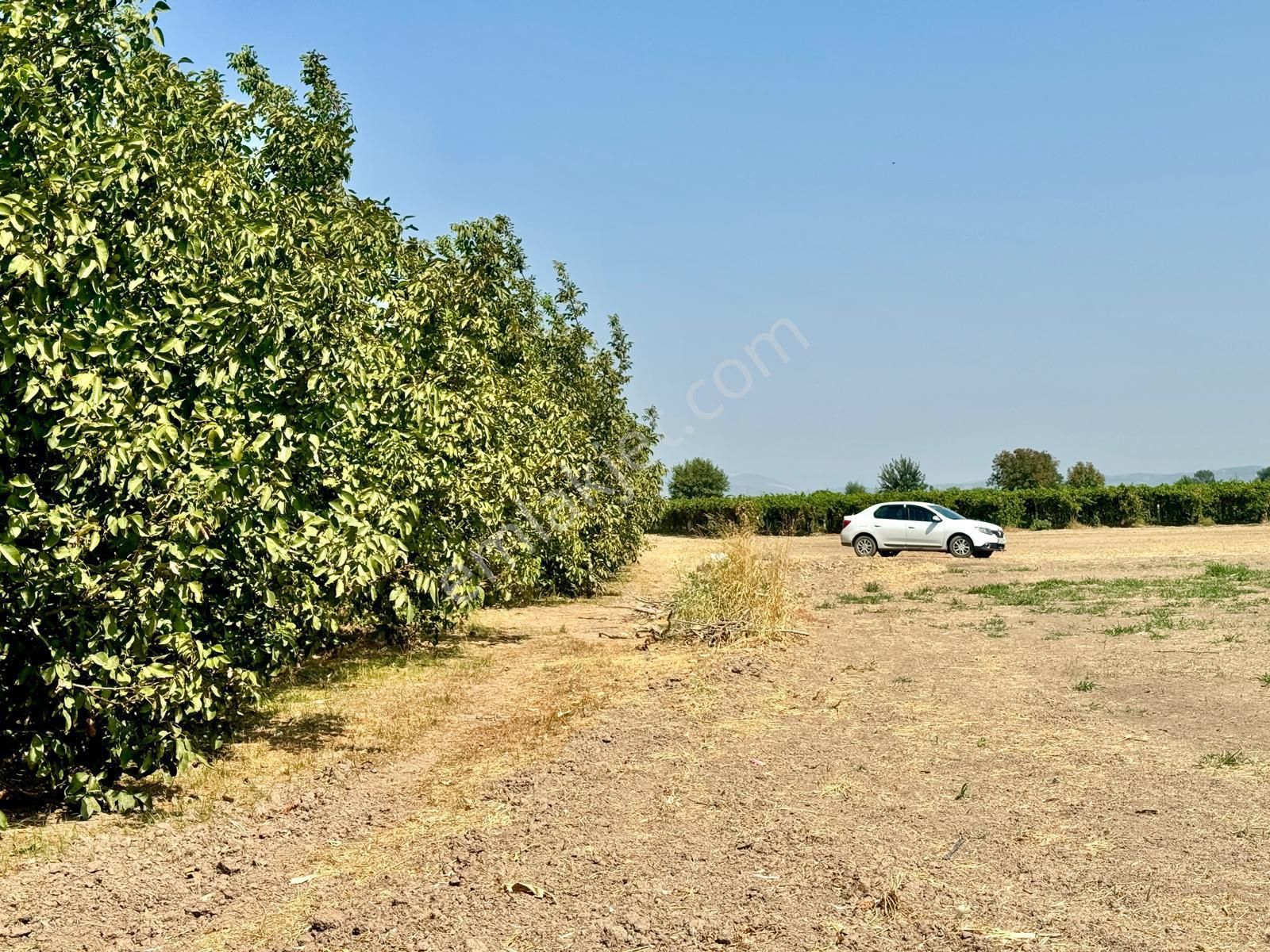 Şehzadeler Karaağaçlı Satılık Tarla Manisa Karaağaçlı ' Da 4.400 M2 Tarla , Tek Tapu